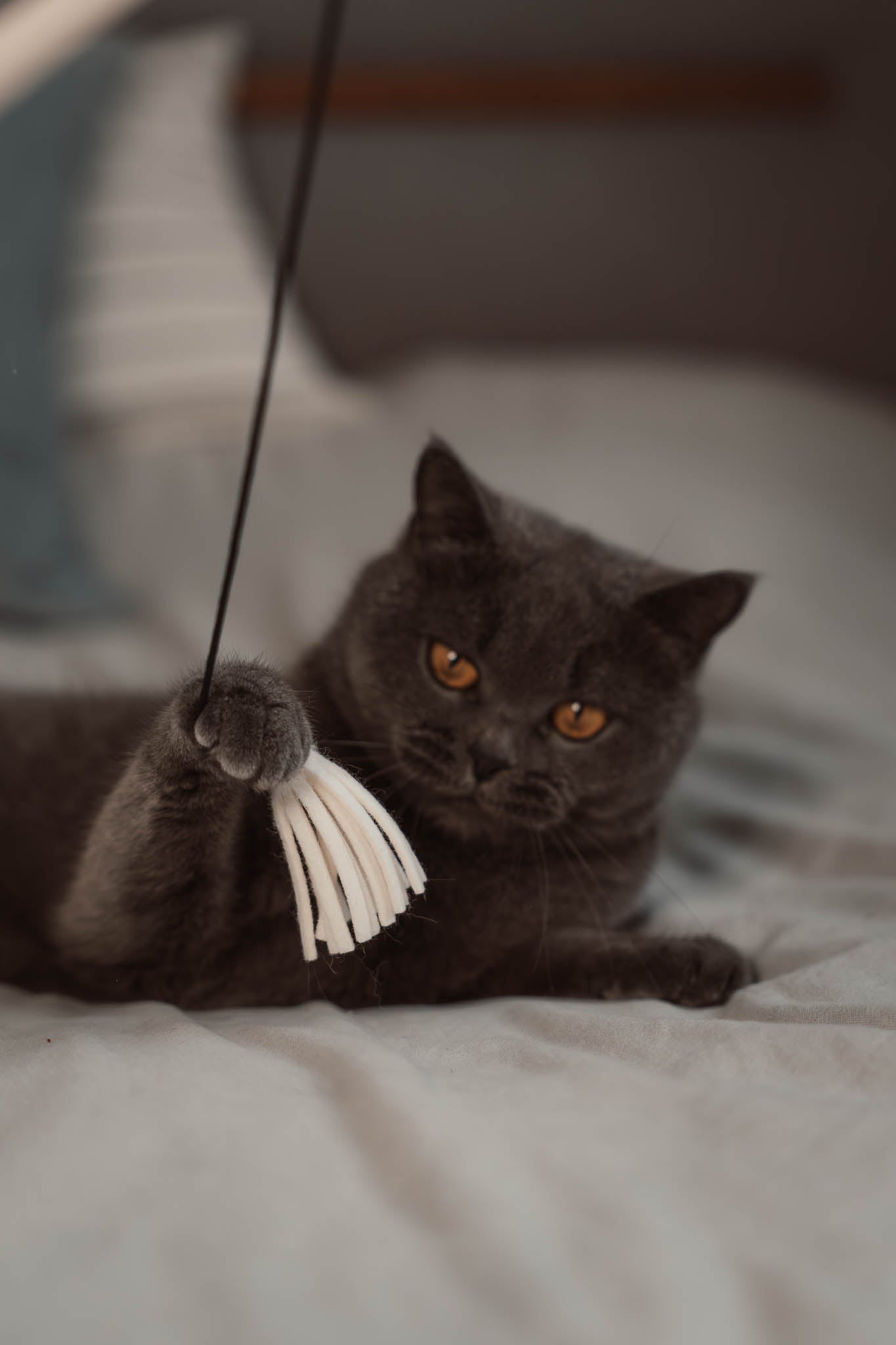 tazzle hunter Spielangel