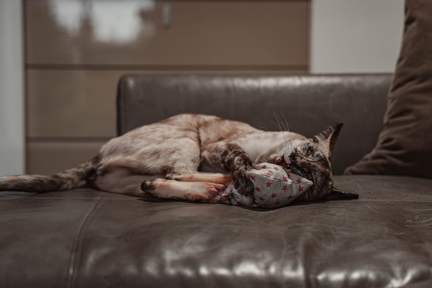 nippy pinky twinky (Catnip)