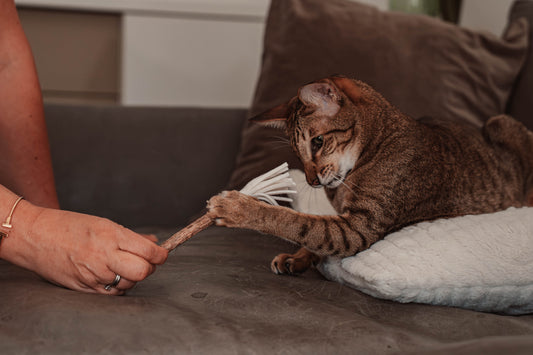 tazzle Matatabi-Stick mit Filzquaste