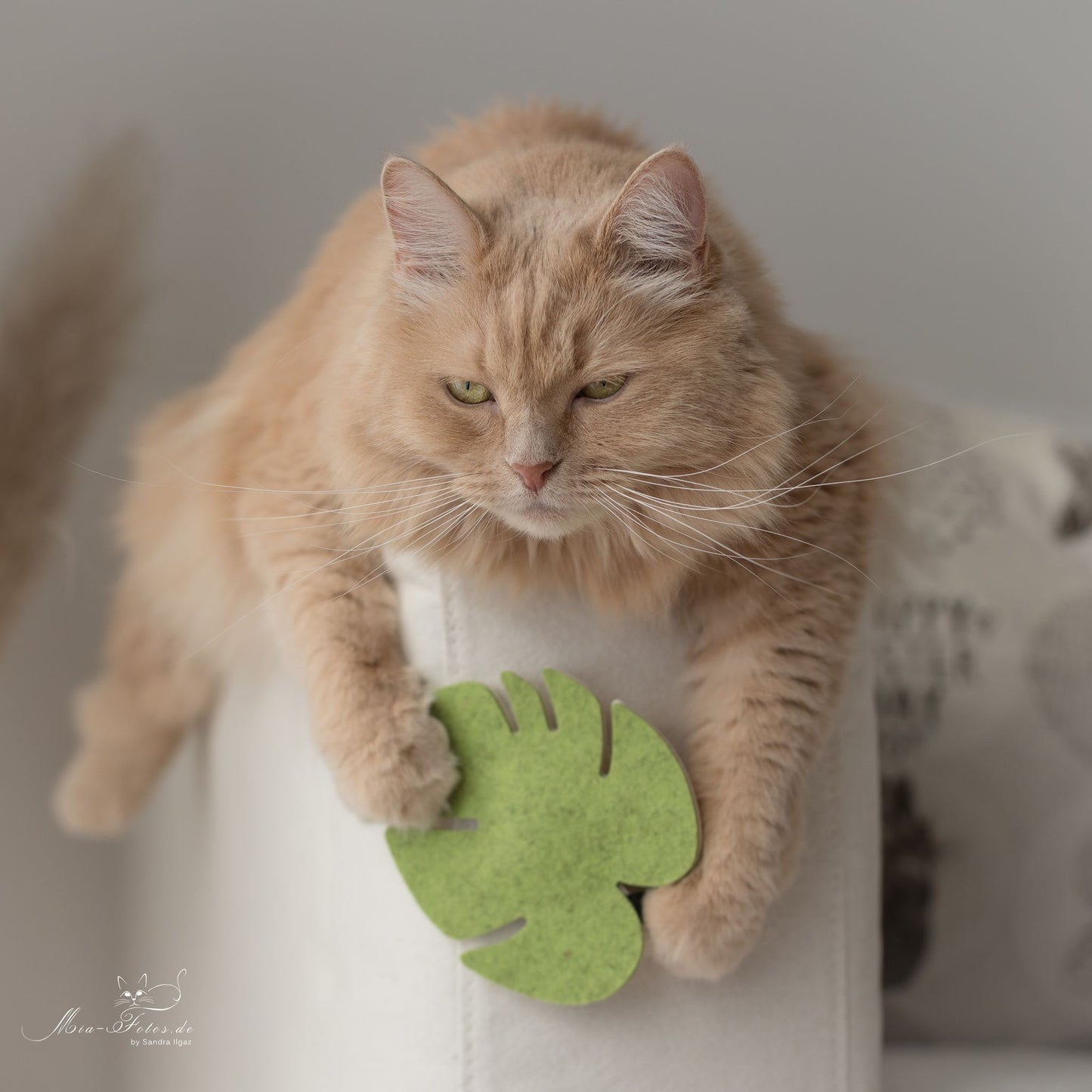 wooly monstera (Catnip)