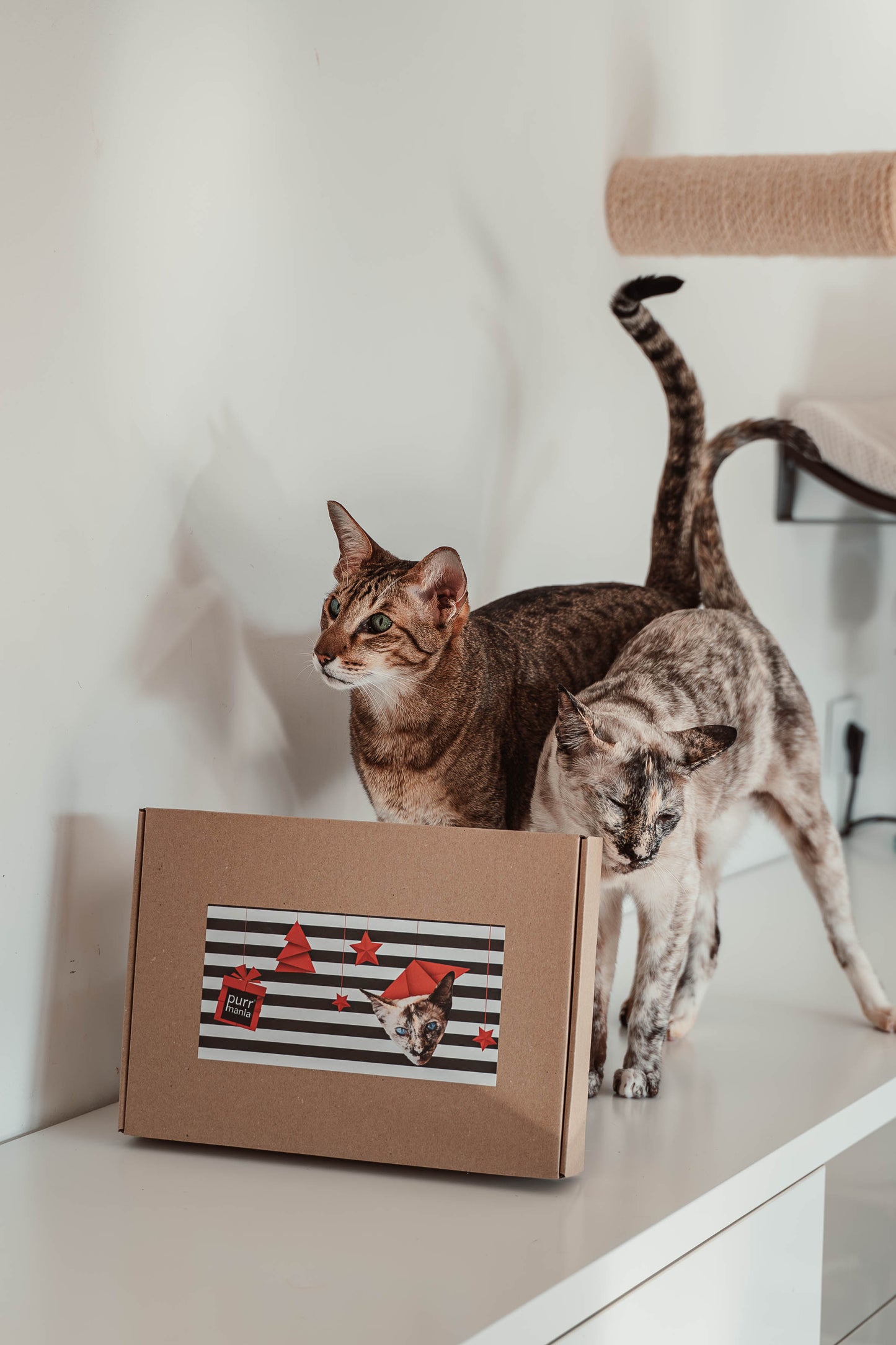 Early-bird-Preis: Katzen-Adventskalender 2025