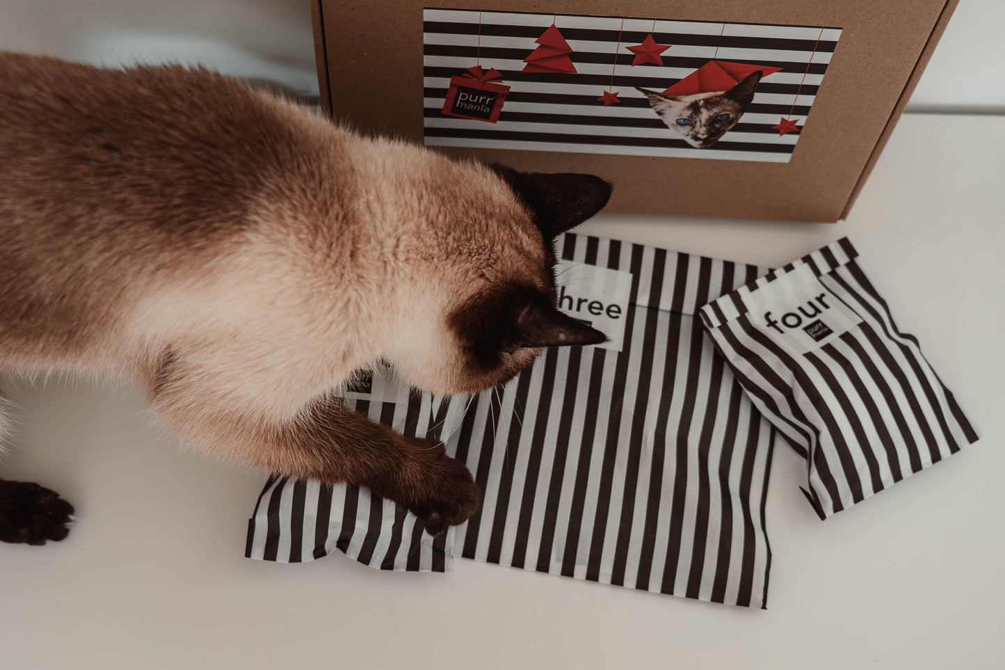 Early-bird-Preis: Katzen-Adventskalender 2025