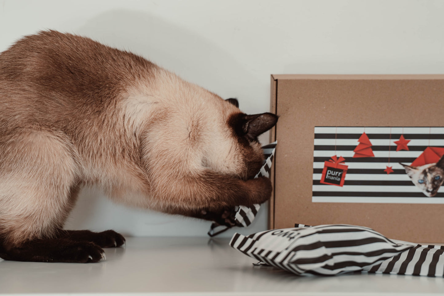 Early-bird-Preis: Katzen-Adventskalender 2025