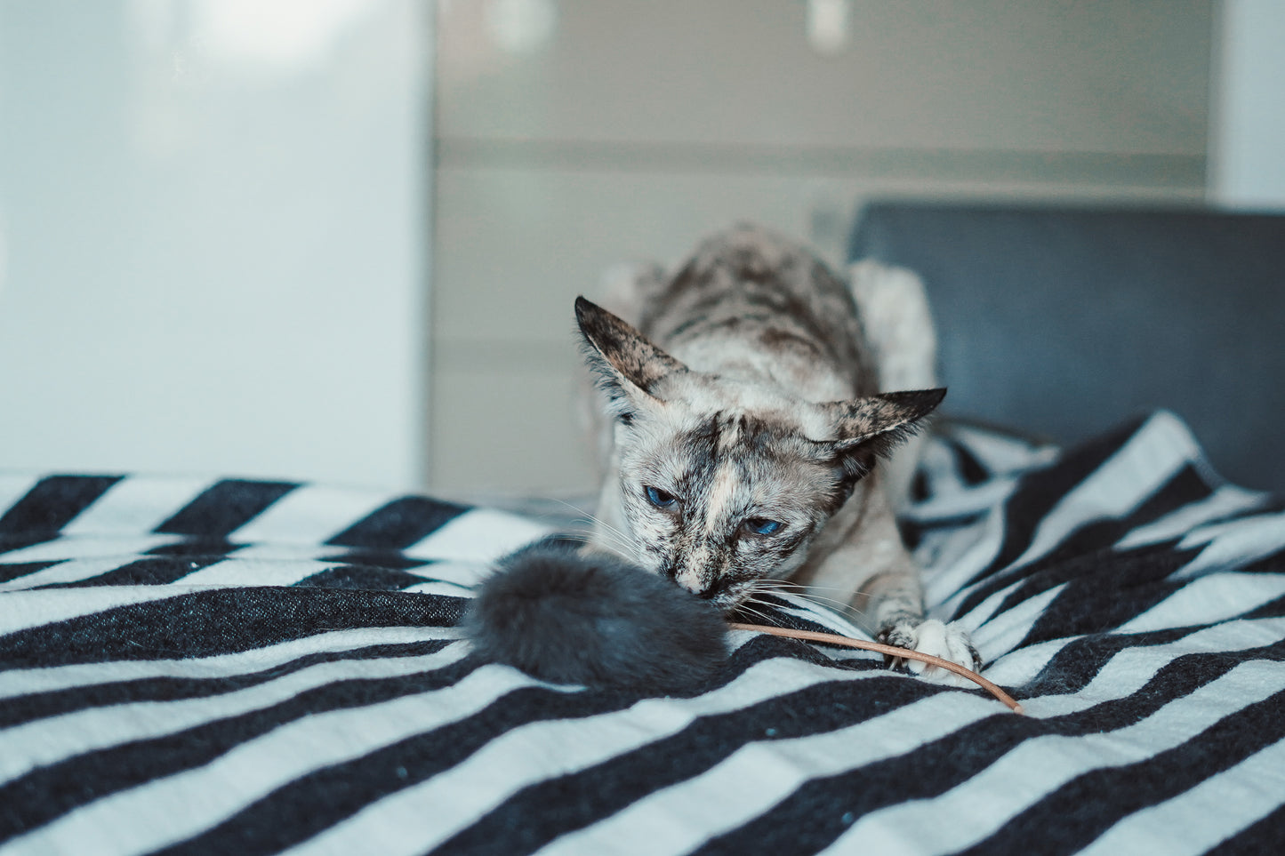 fluff mouse