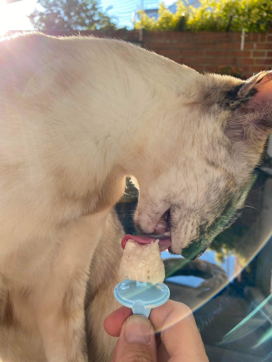 Katzeneispulver: Superfood Ice Cream for Cats 70 Gramm