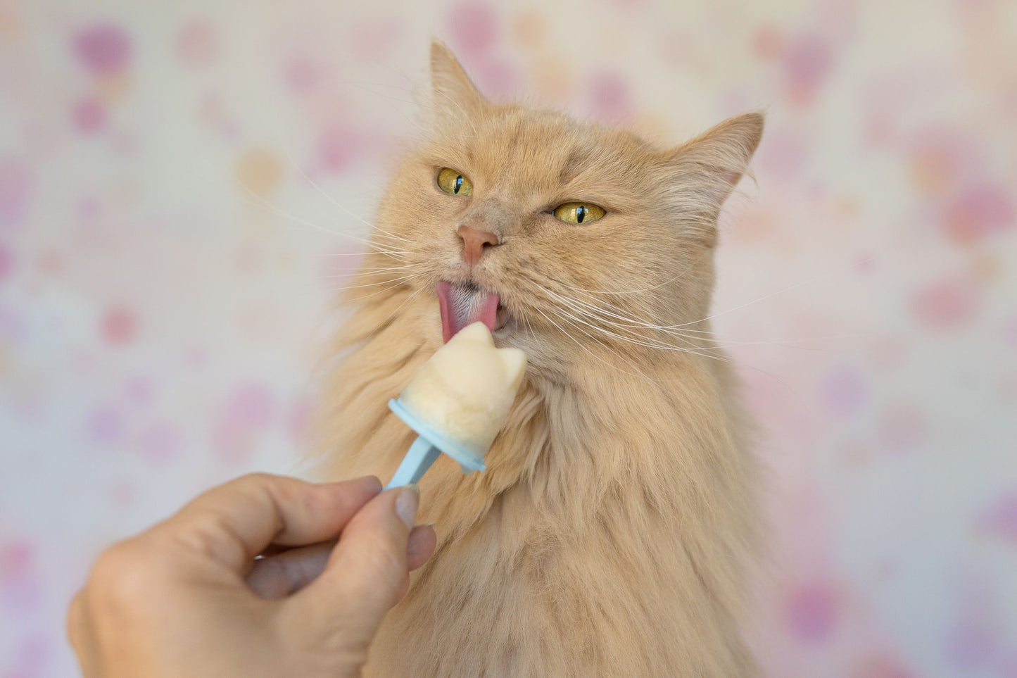 Katzeneispulver: Superfood Ice Cream for Cats 70 Gramm