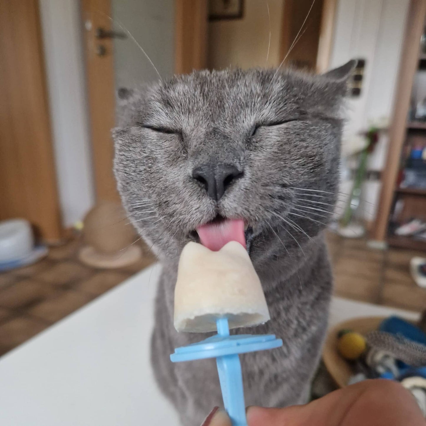 Katzeneispulver: Superfood Ice Cream for Cats 70 Gramm
