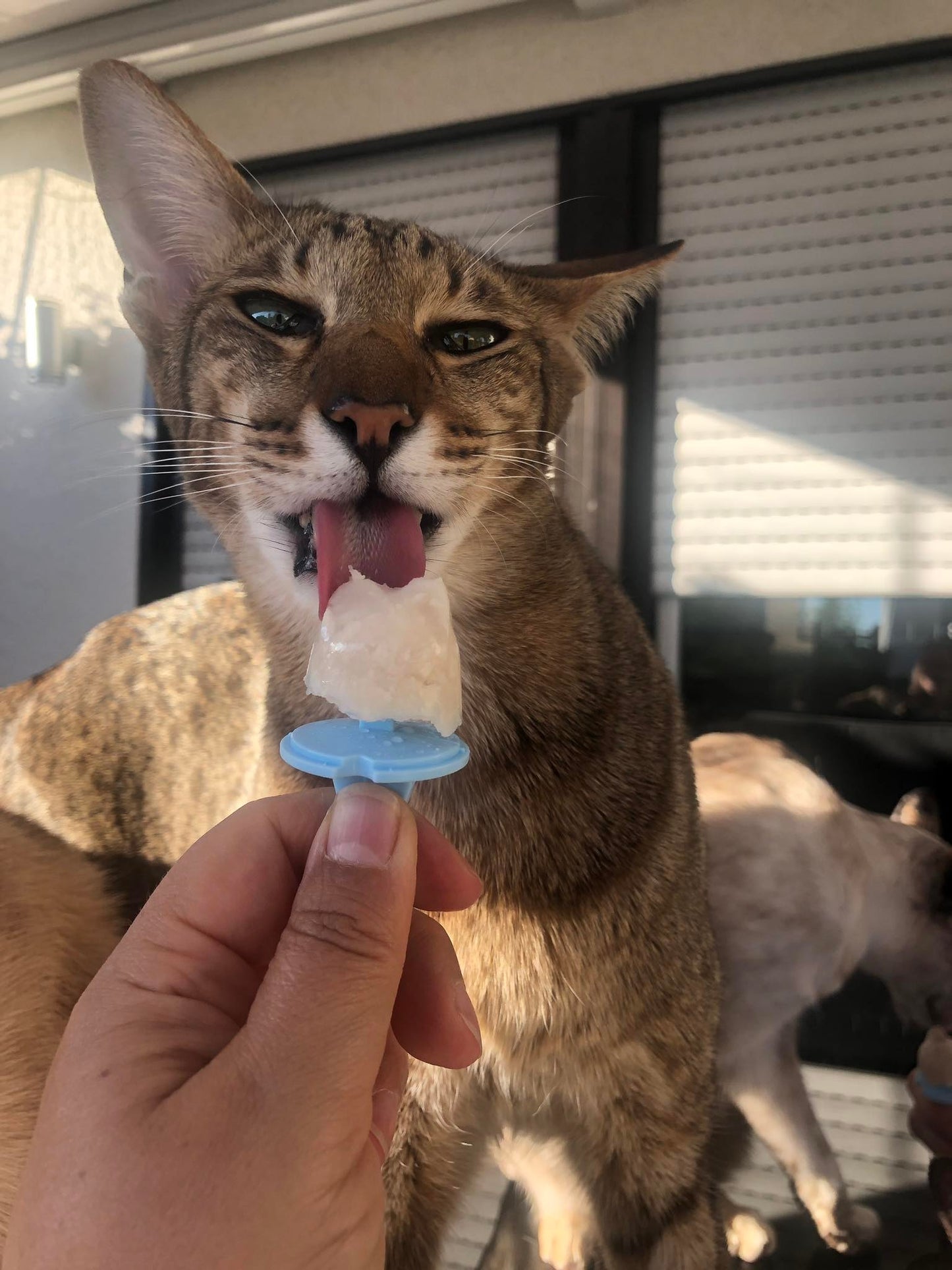 Katzeneispulver: Superfood Ice Cream for Cats 70 Gramm