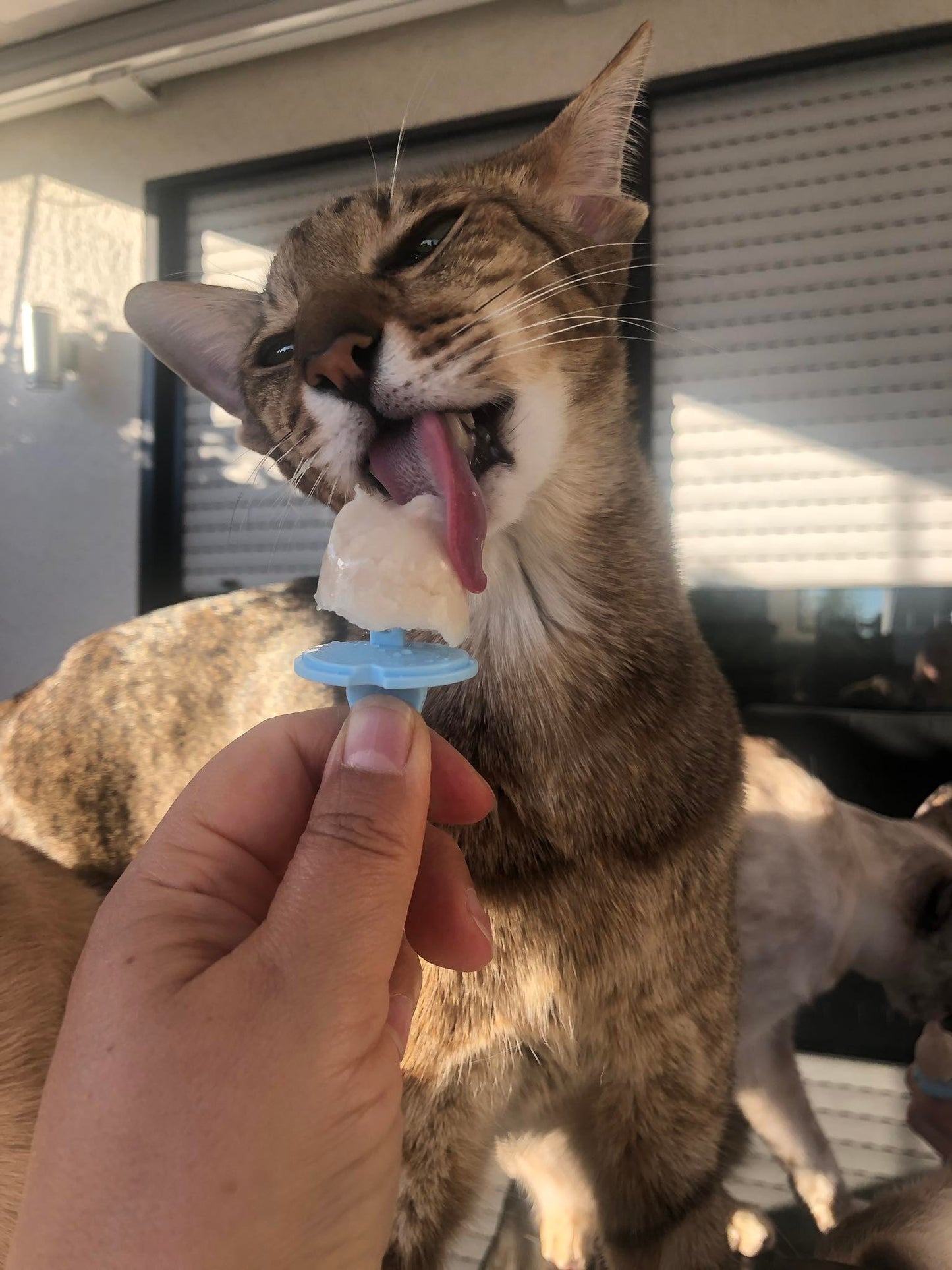Katzeneispulver: Superfood Ice Cream for Cats 70 Gramm