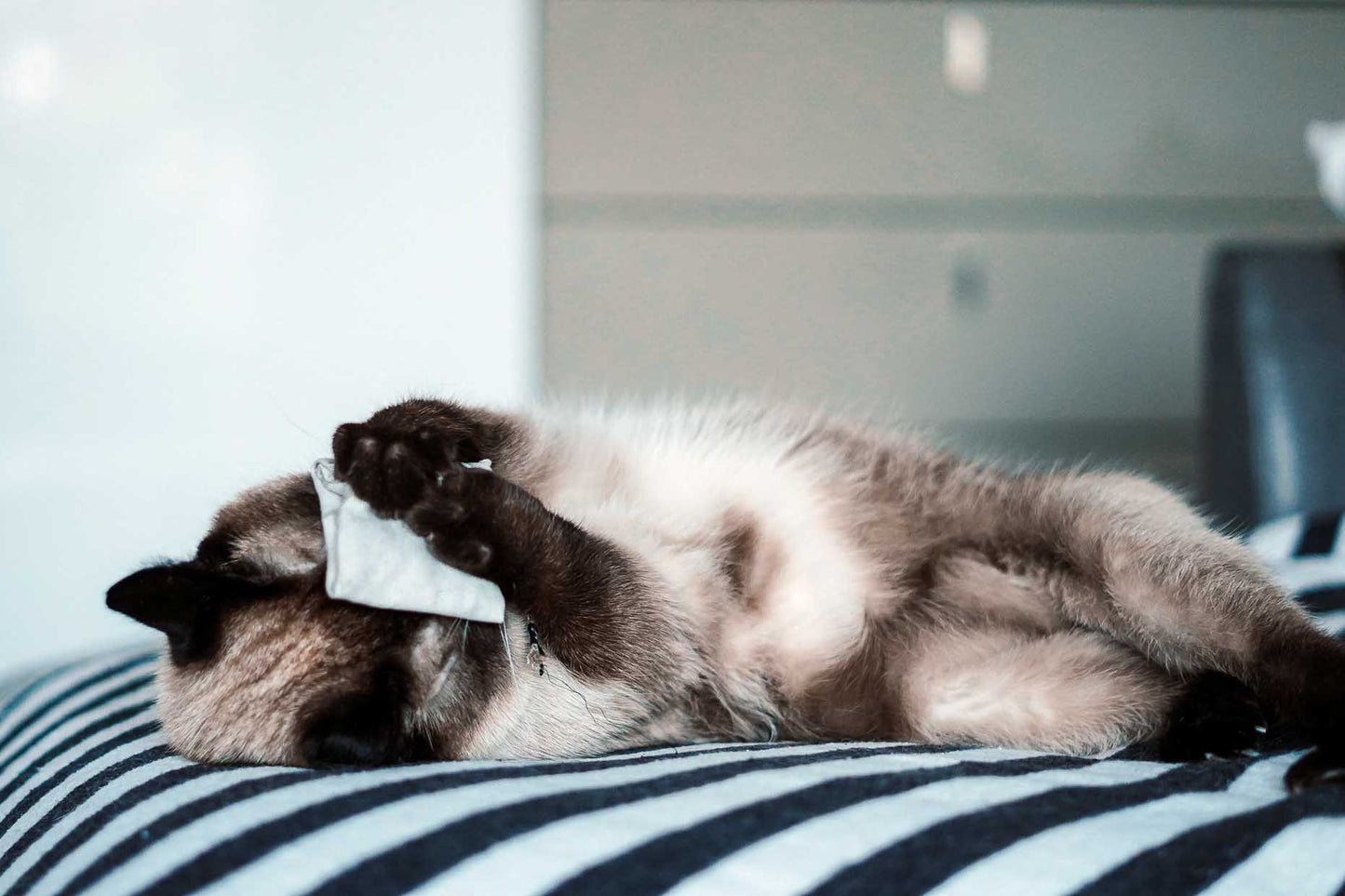 tea bag fruity pink (Catnip)