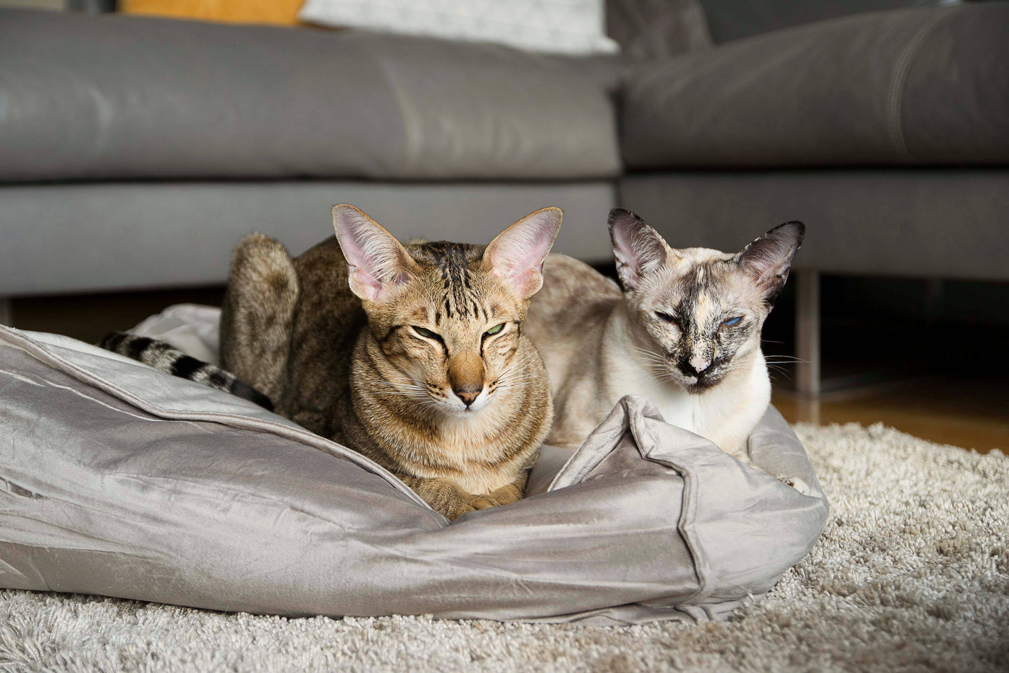 Katzenkissen Velveti, Designed by Lotte taupe