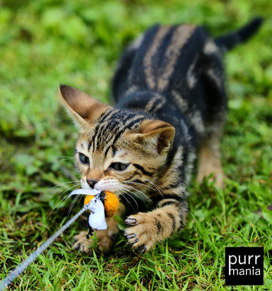 bumblebee Hummelangel