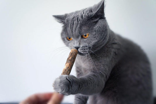 fatty extradicke Matatabi-Sticks naturbelassen