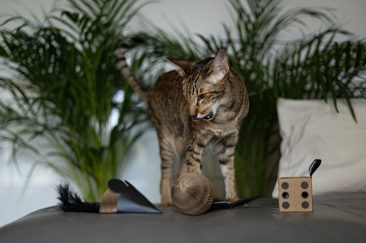 Geschenkset Pappspielzeuge: Maus, Ball + Würfel gift set cardboard cat toys: mouse, glory, dice