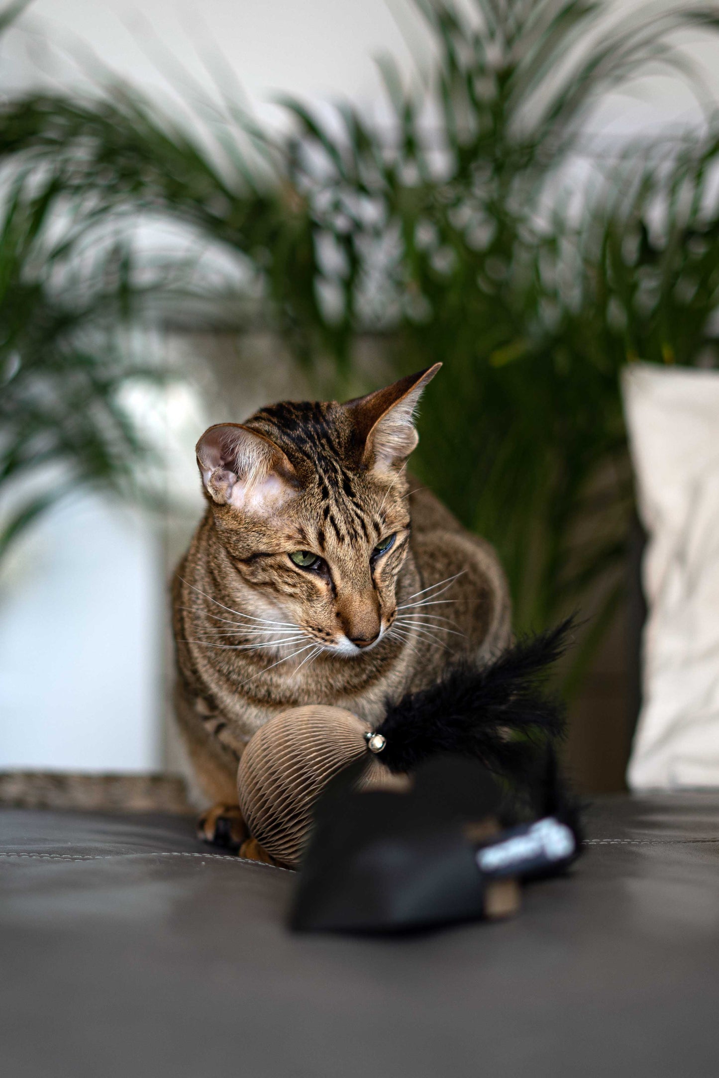 Geschenkset Pappspielzeuge: Maus, Ball + Würfel gift set cardboard cat toys: mouse, glory, dice