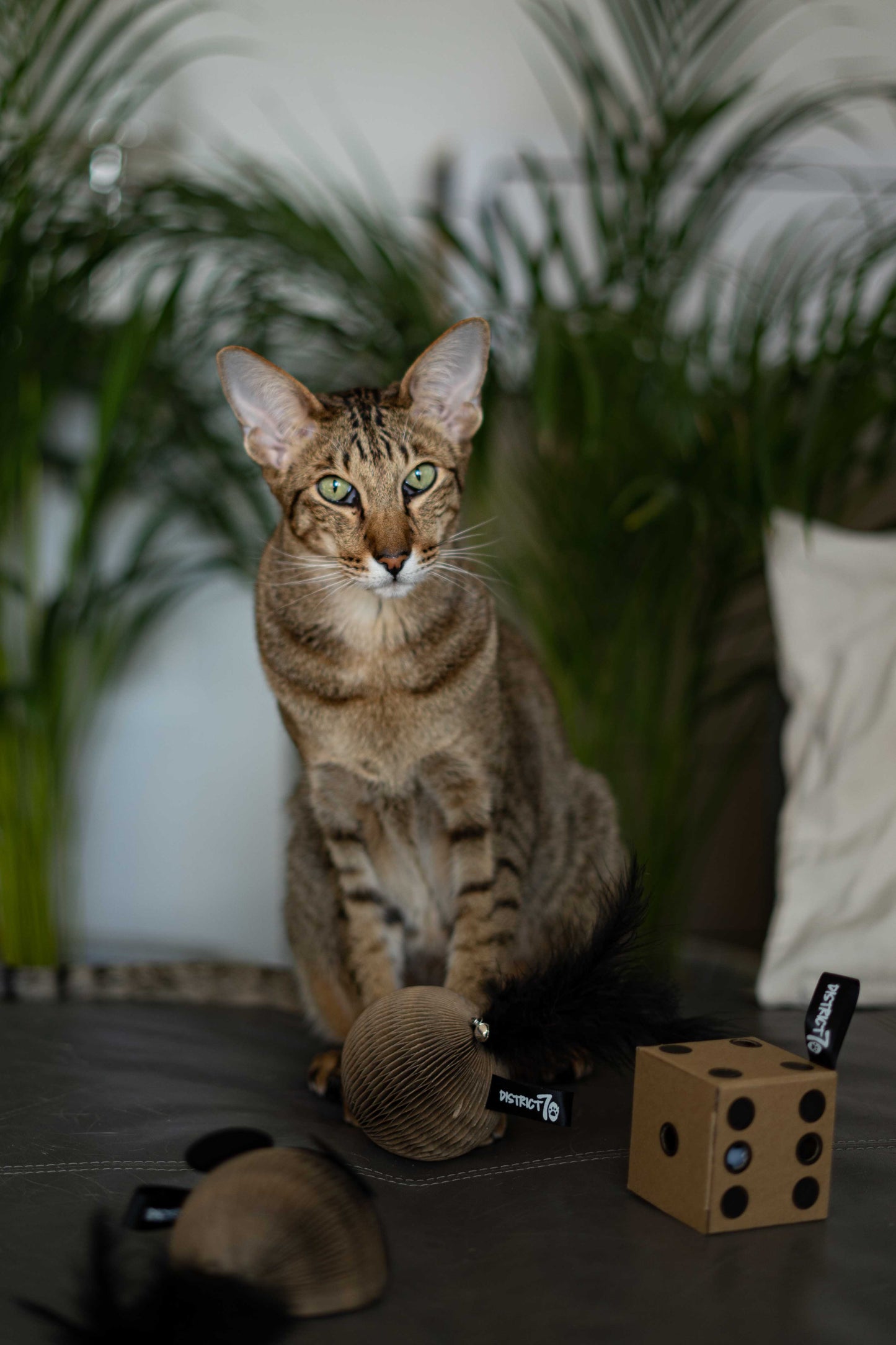 Geschenkset Pappspielzeuge: Maus, Ball + Würfel gift set cardboard cat toys: mouse, glory, dice