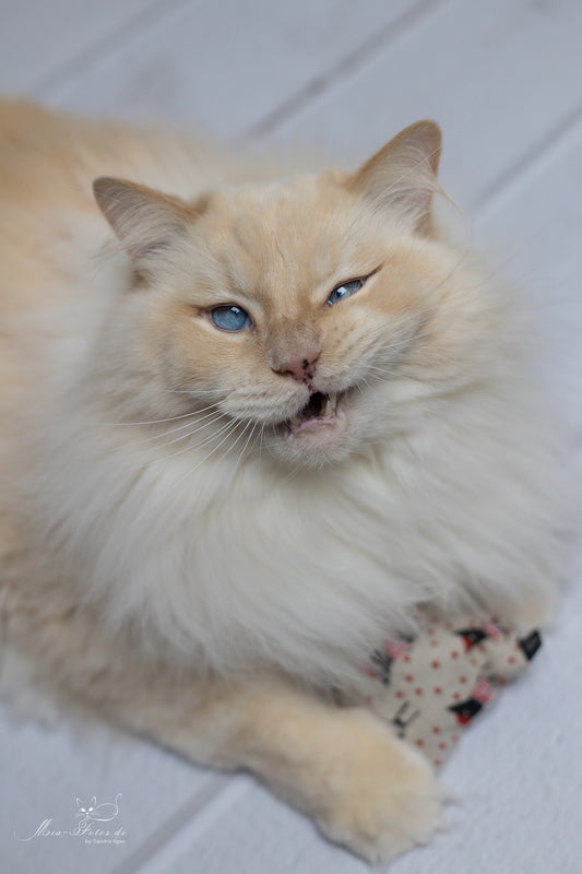 maty ohlala (Matatabi)