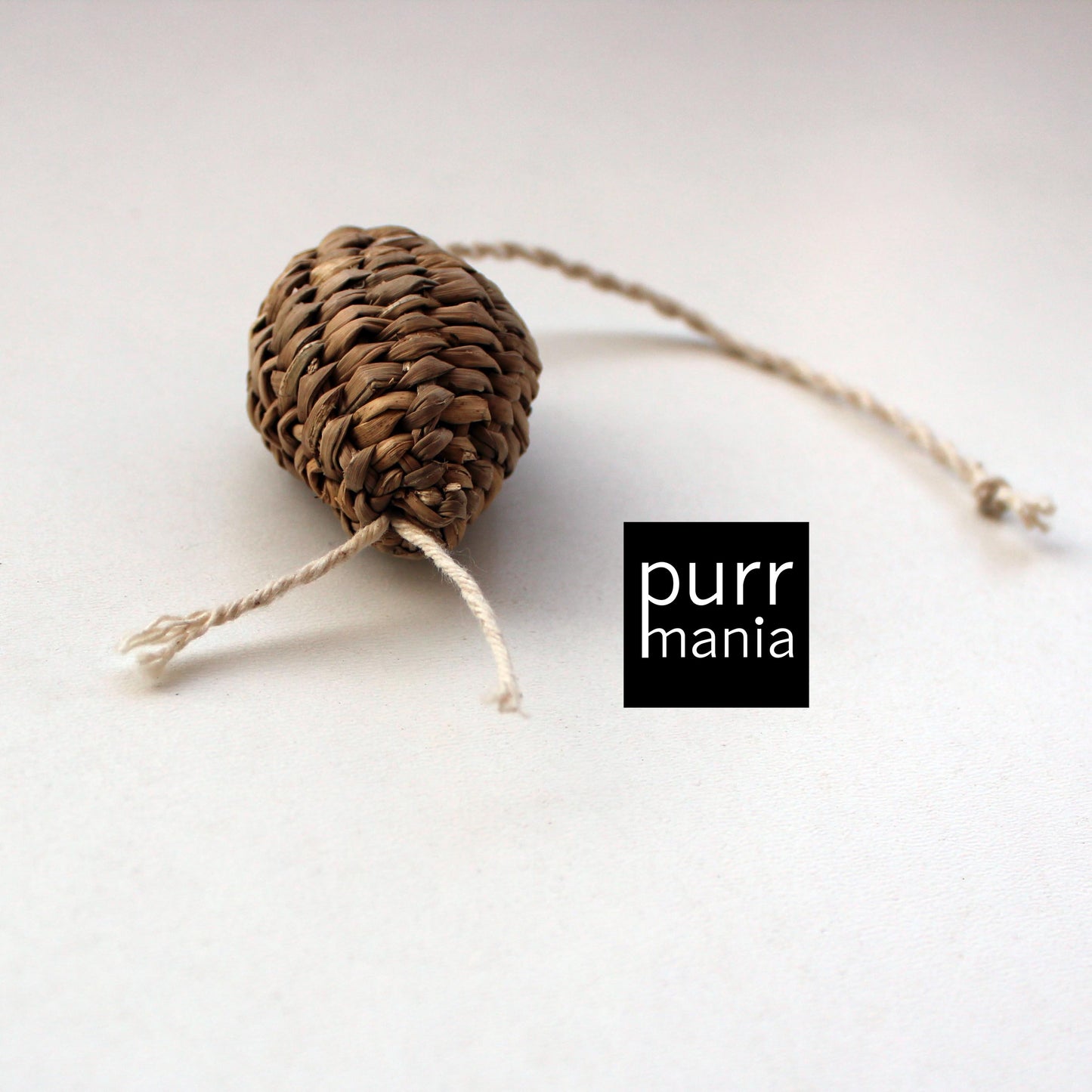 nepal mousie