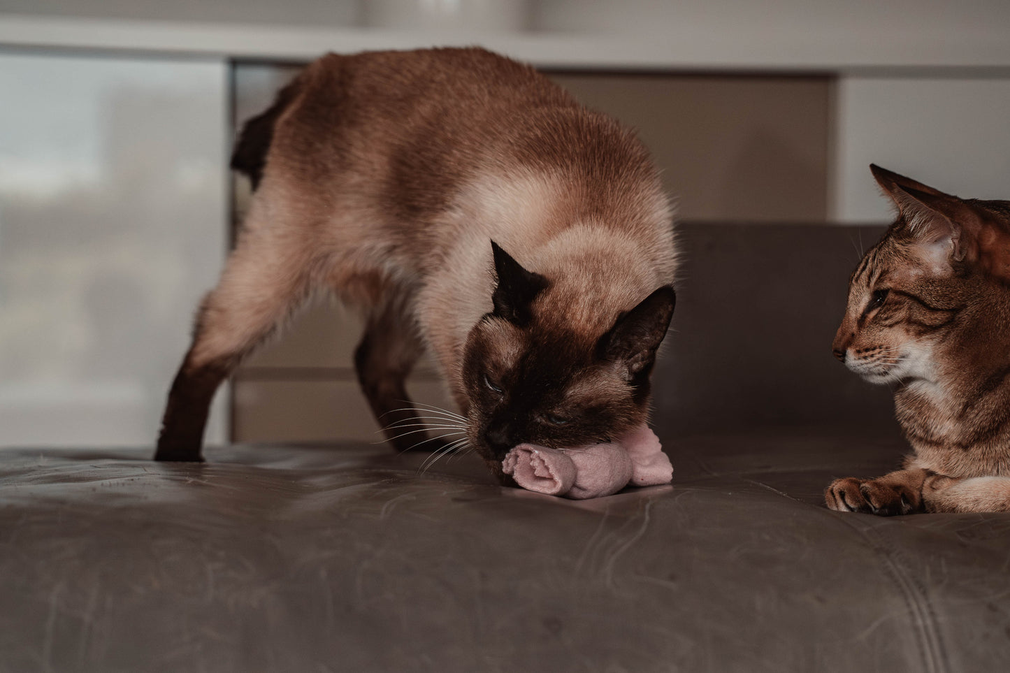 purrbon - Baldrian (Adventskalender 2025)