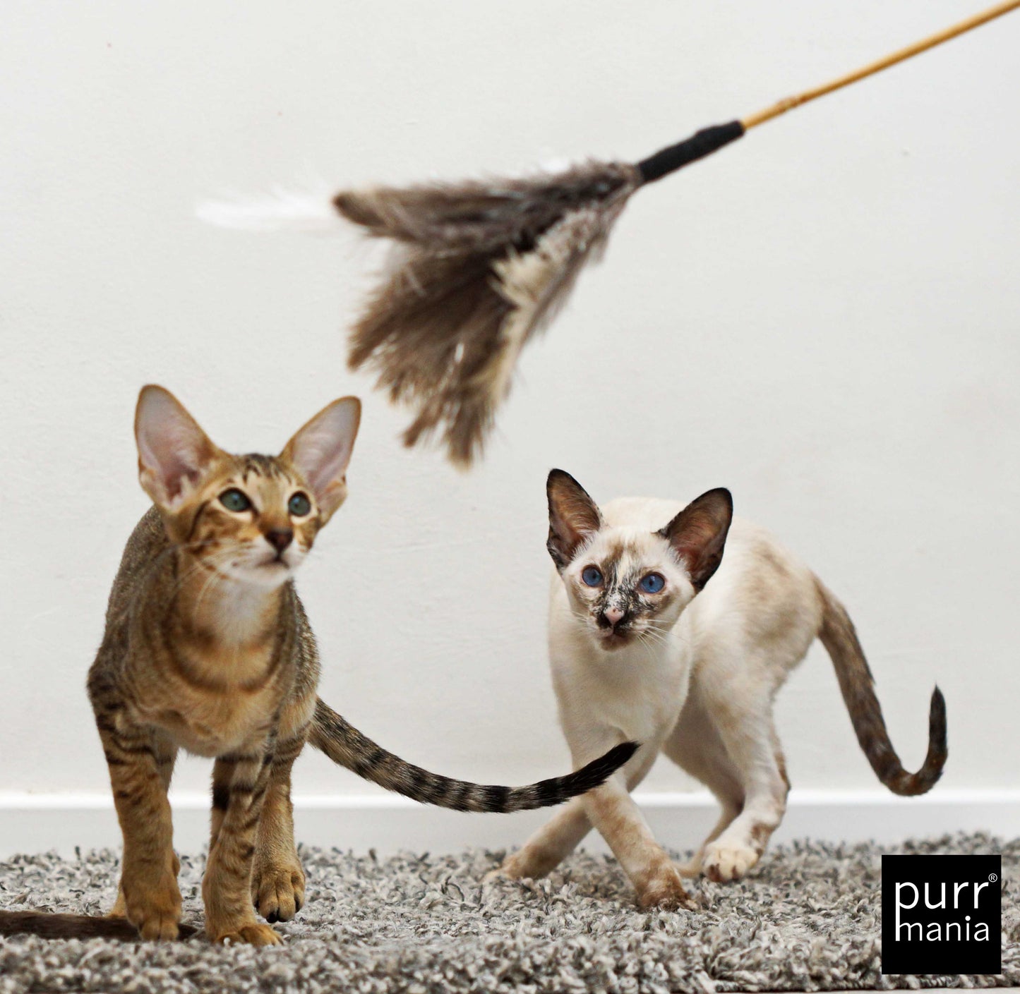 purrfect teaser