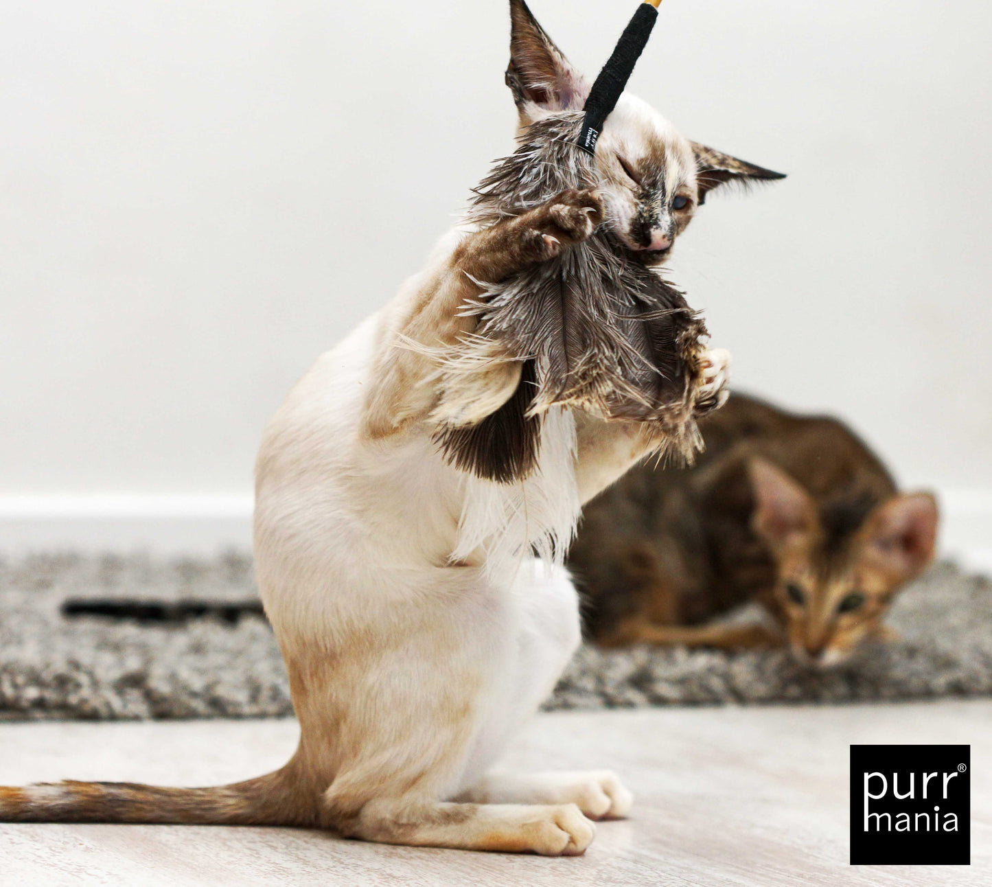purrfect teaser