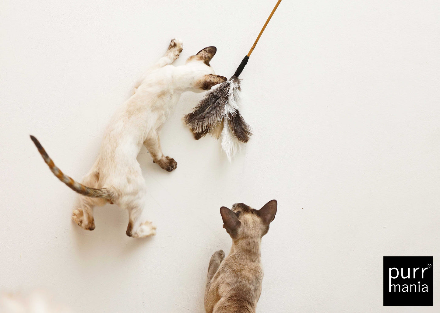 purrfect teaser