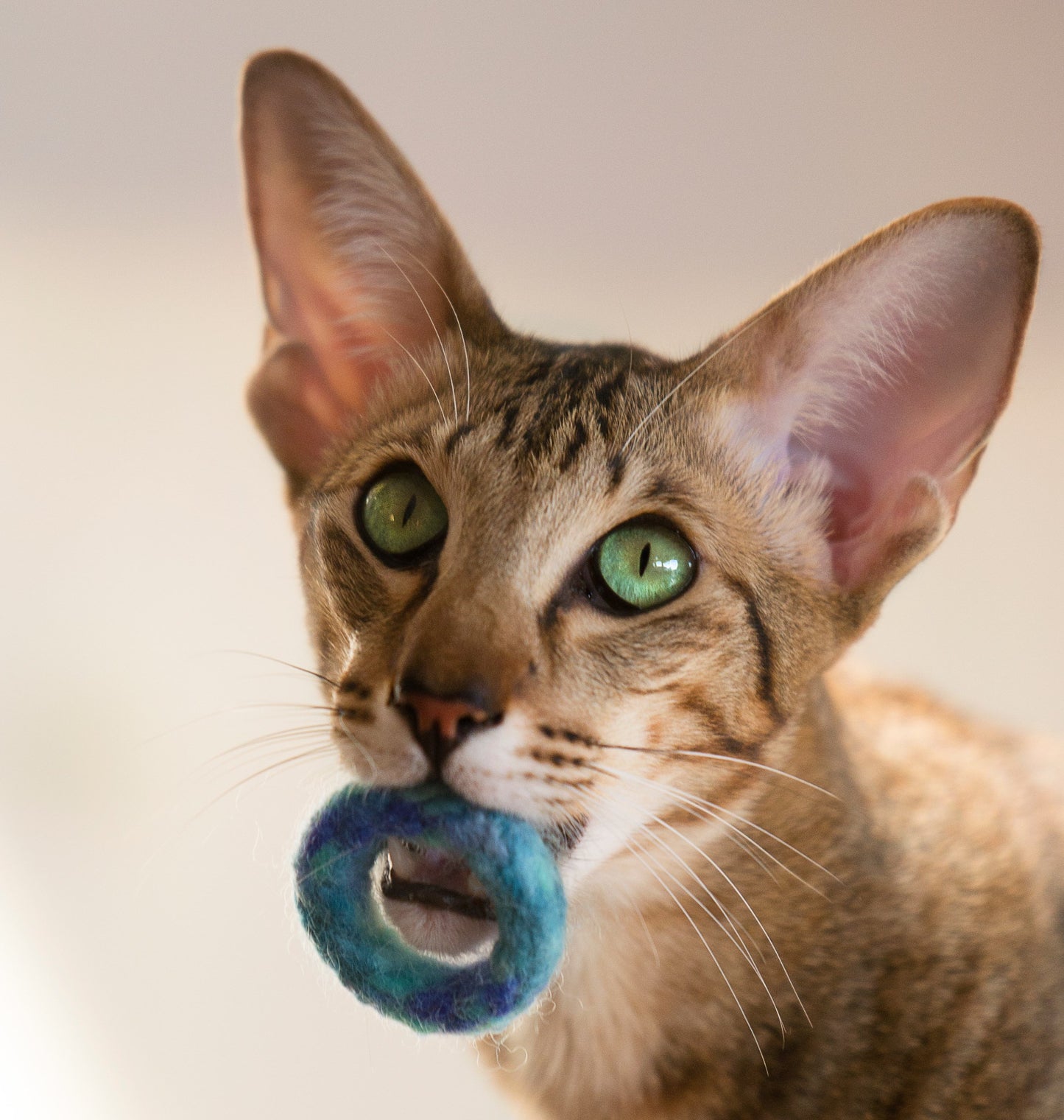 ring bludabadu (Filzring)