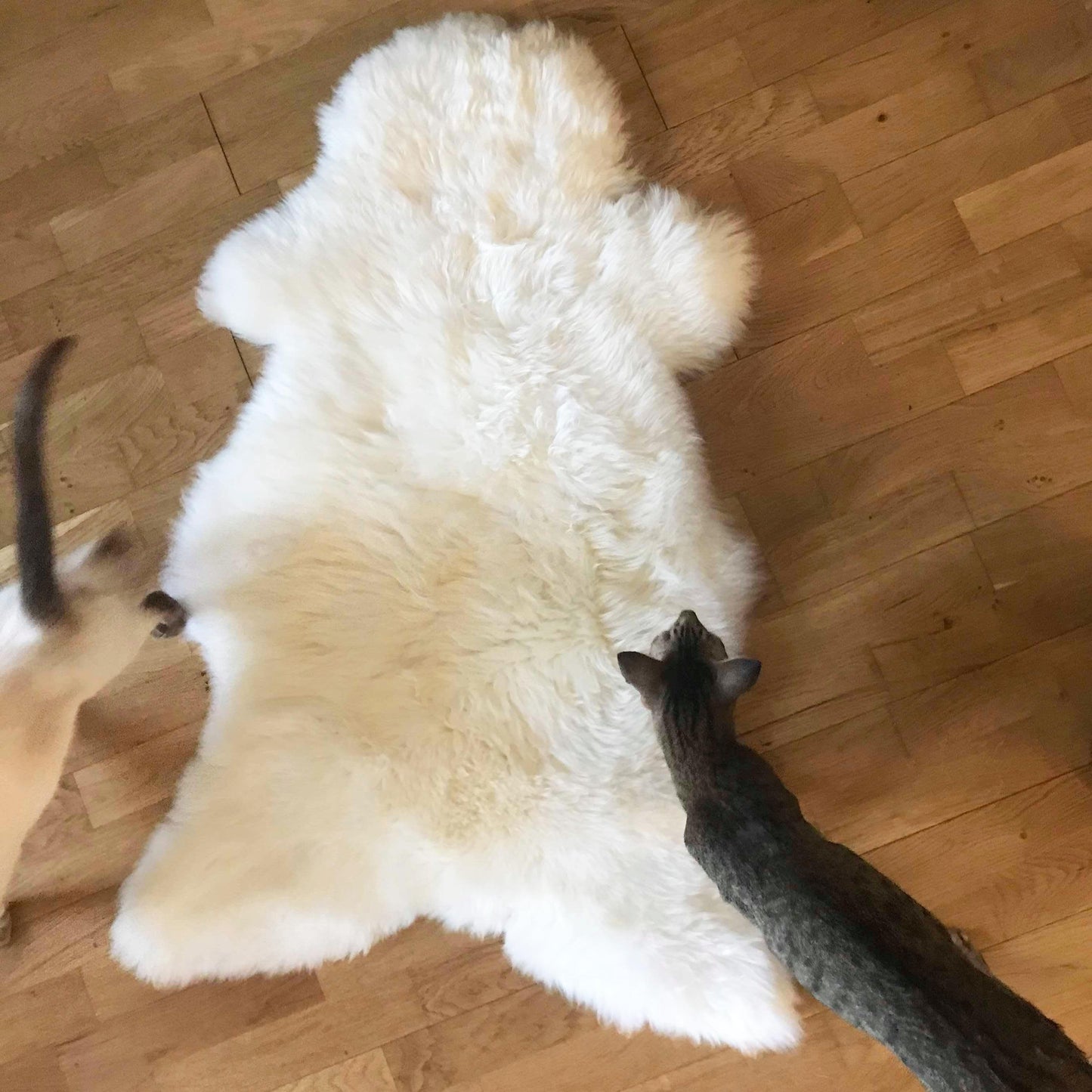 sheepy