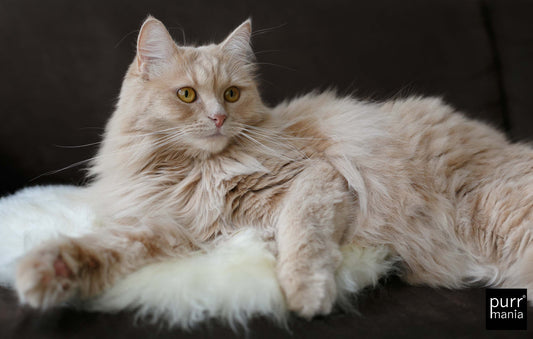 sheepy pad Form + Naturweiss Quadrat ca. 50x50 cm