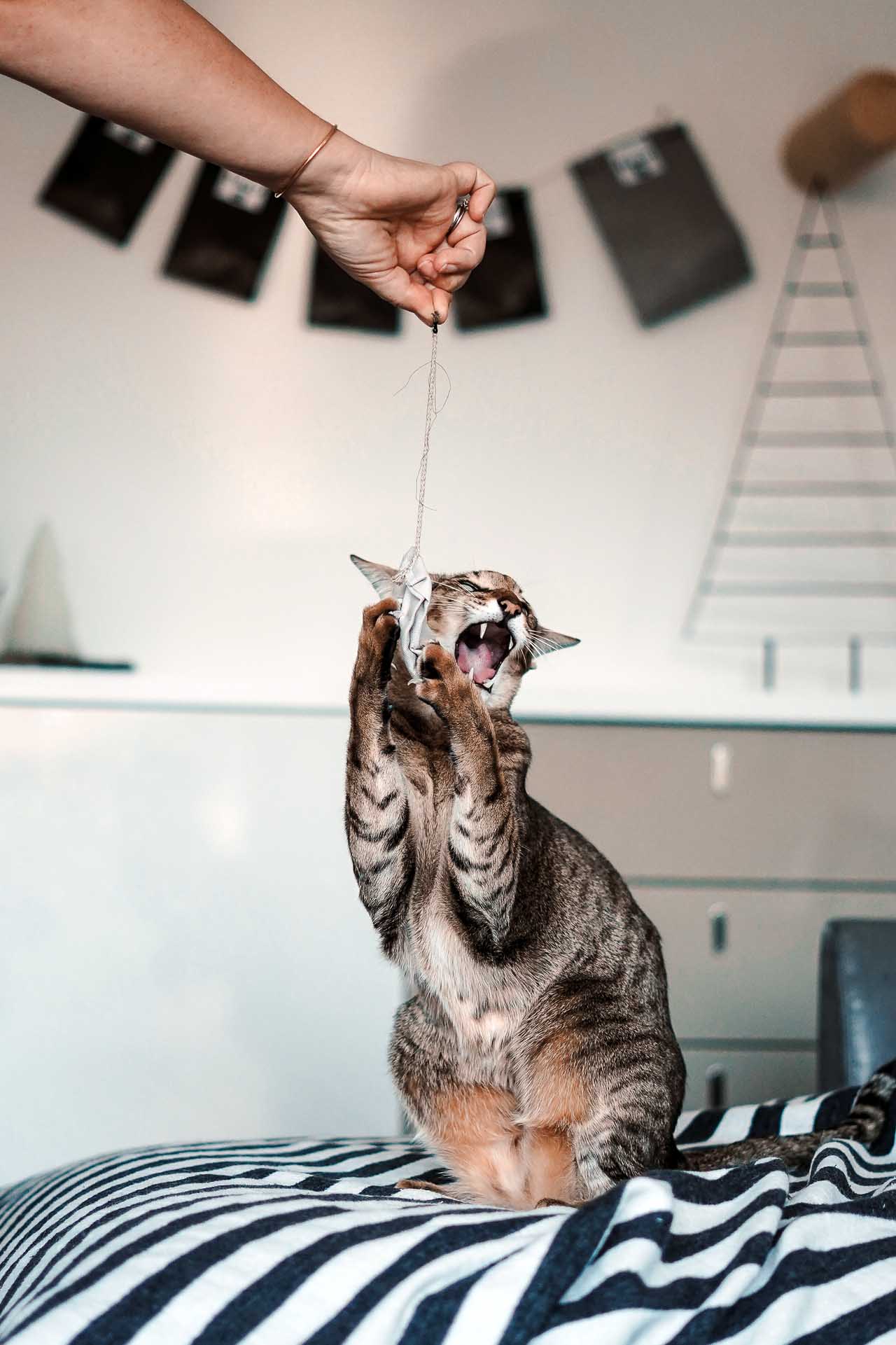 tea bag fruity pink (Catnip)