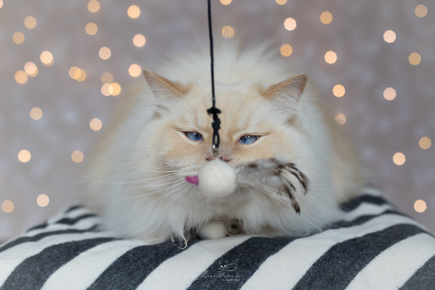 Angel tweety (Adventskalender 2021)