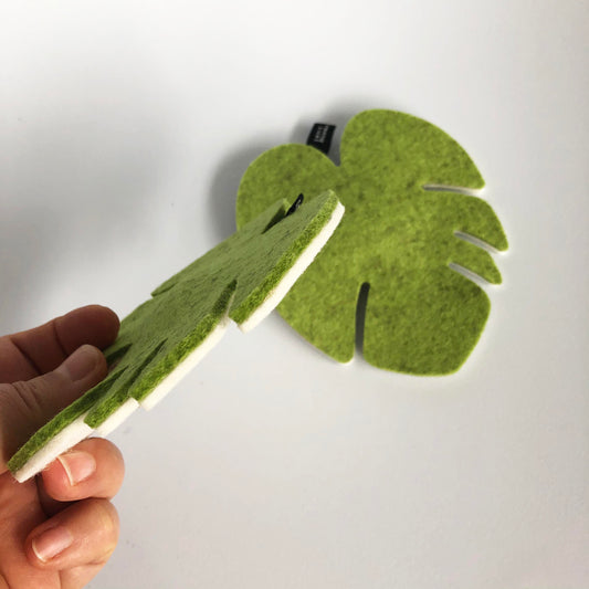 wooly monstera (Catnip)