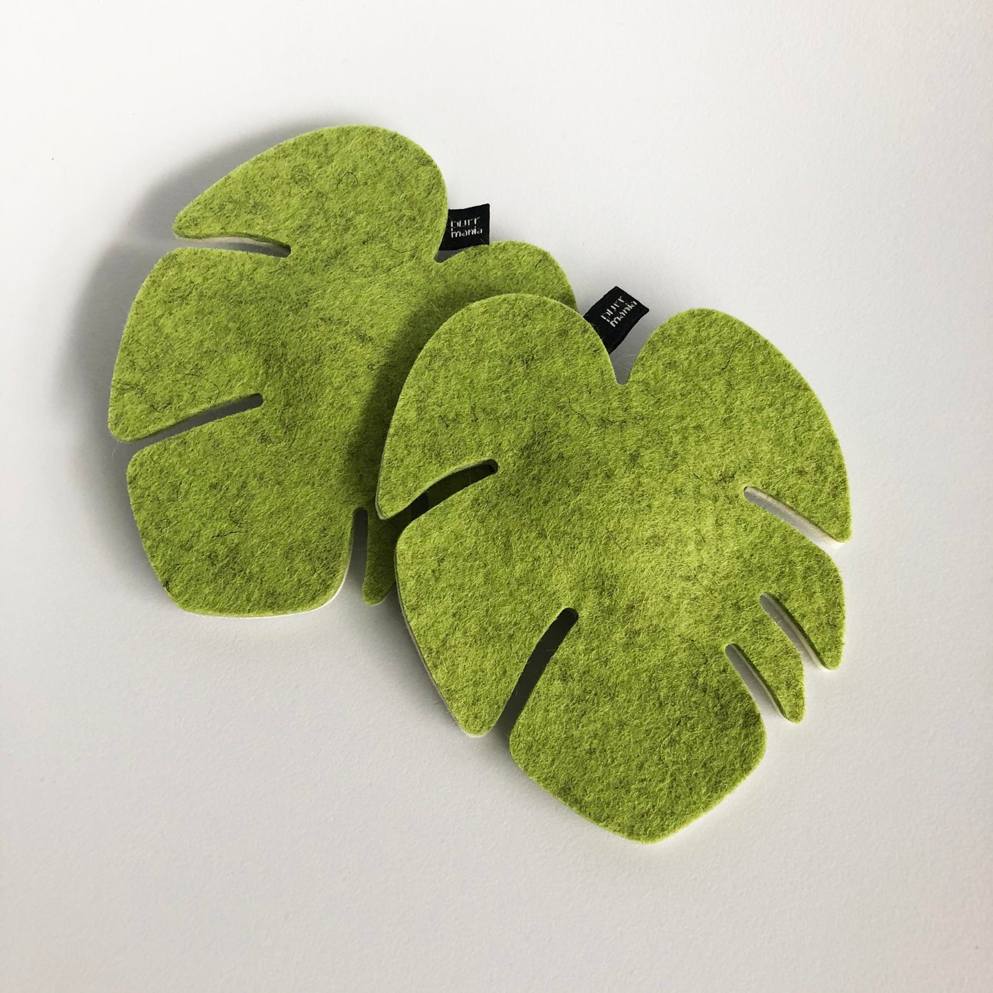wooly monstera (Catnip)