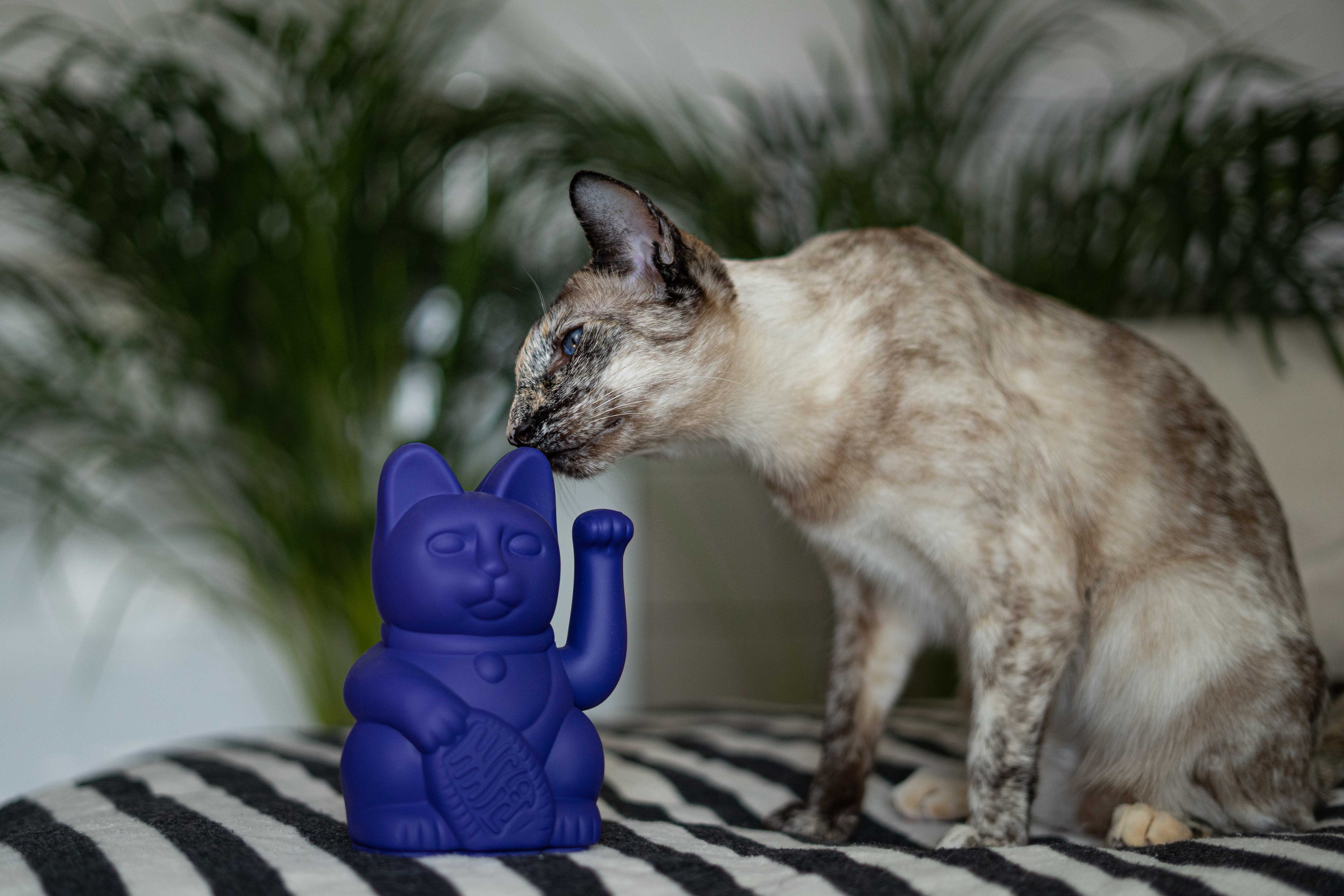 Geschenke für Katzenfans / REPEAT / Stuff for Cat People