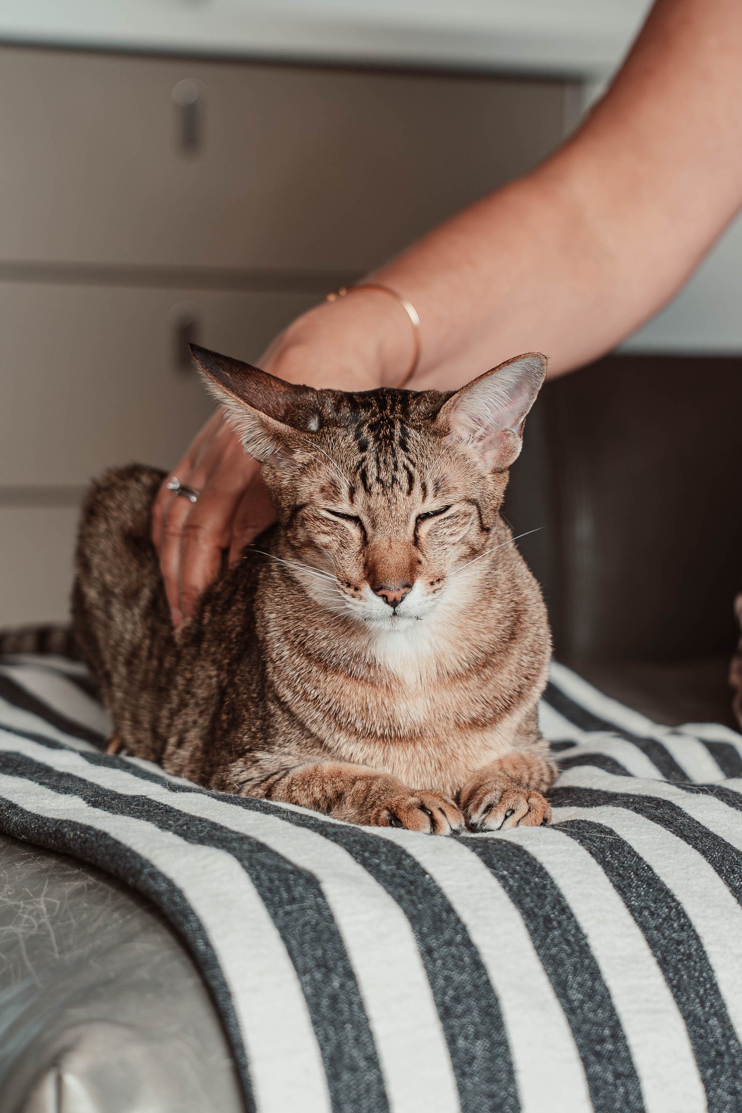 disky (Adventskalender 2025)