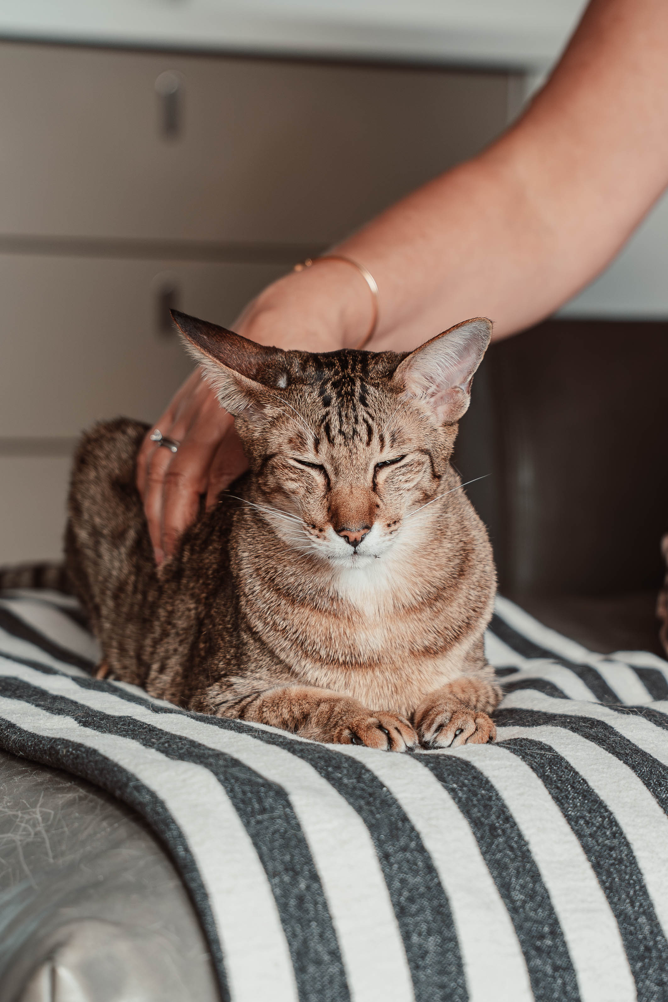 disky (Adventskalender 2025)