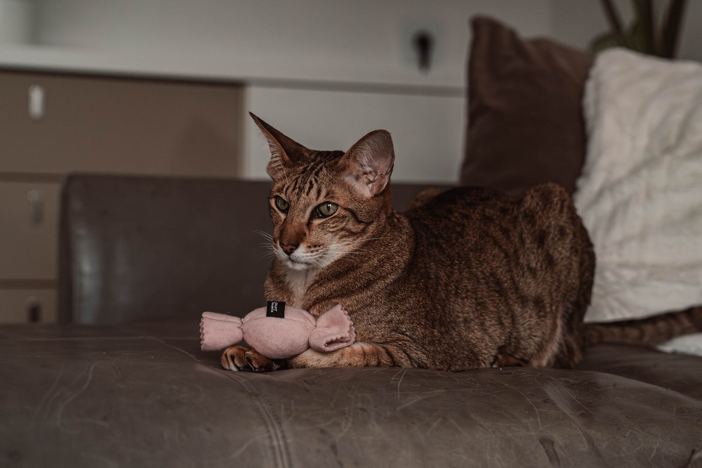 purrbon - Baldrian (Adventskalender 2025)