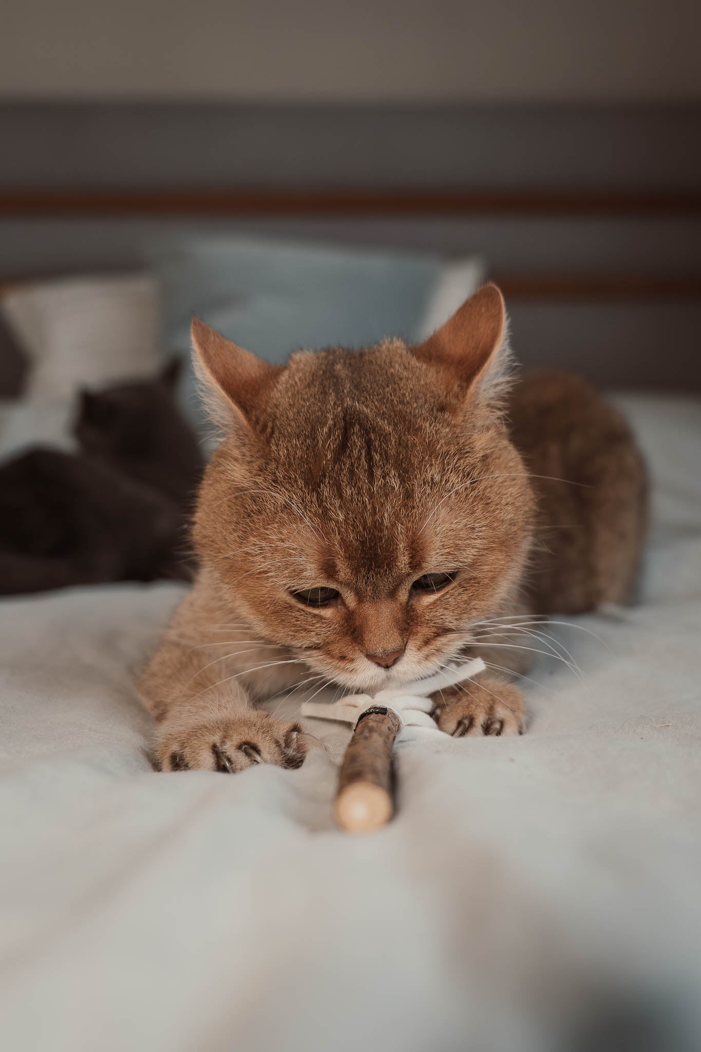 tazzle Matatabi-Stick mit Filzquaste