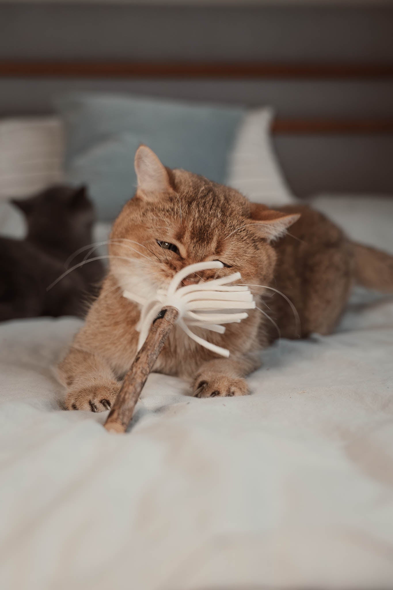 tazzle Matatabi-Stick mit Filzquaste