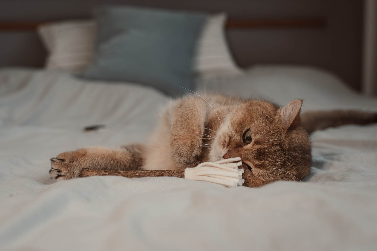 tazzle Matatabi-Stick mit Filzquaste