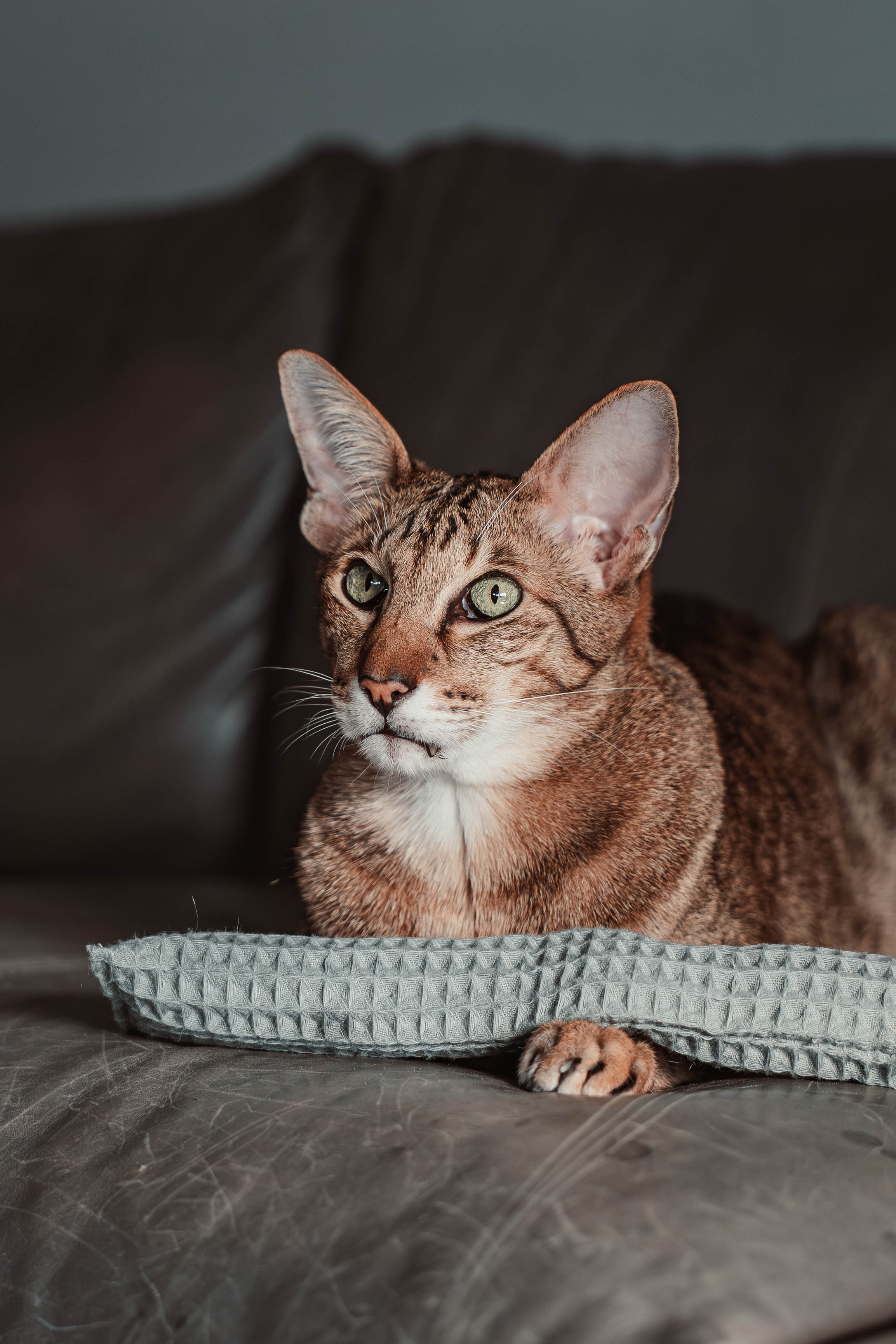 Comeback-Preis: crinky kinky - Knisterrolle mit Catnip (neuer Stoff)