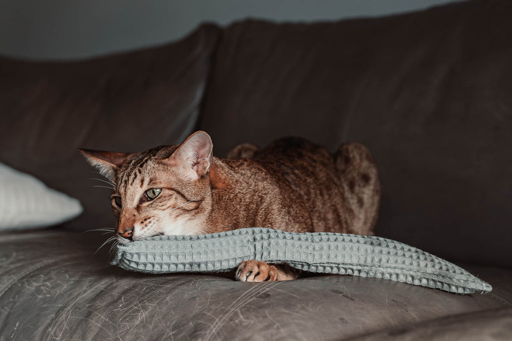 Comeback-Preis: crinky kinky - Knisterrolle mit Catnip (neuer Stoff)