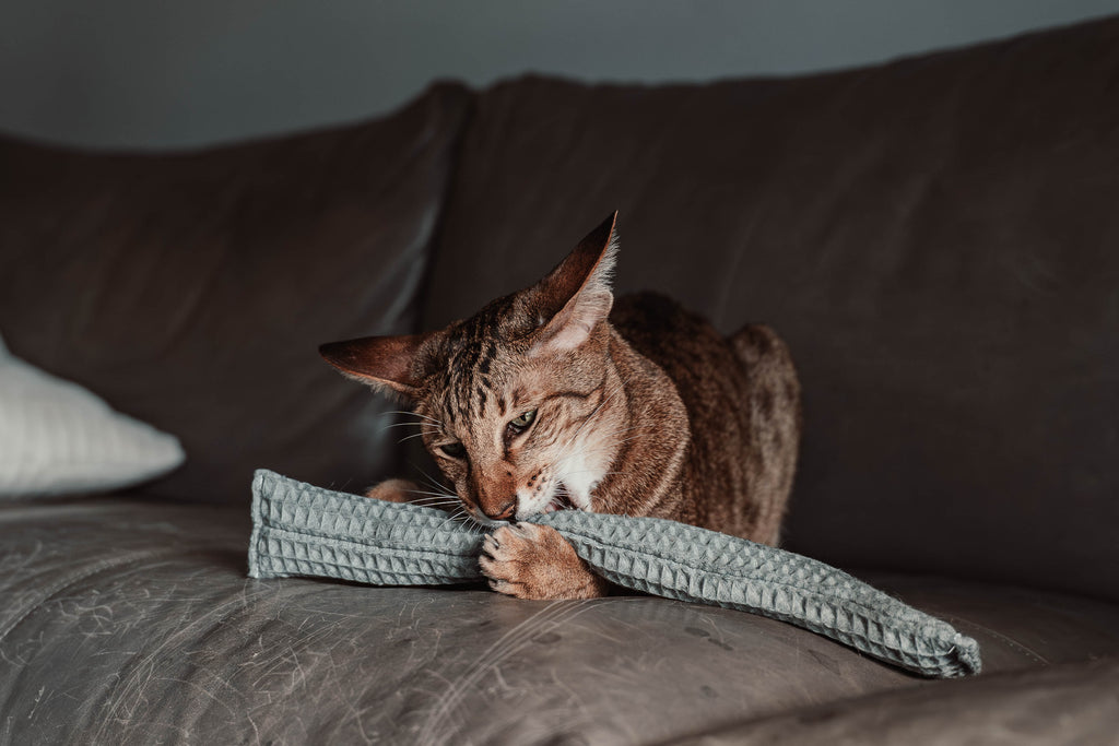Comeback-Preis: crinky kinky - Knisterrolle mit Catnip (neuer Stoff)