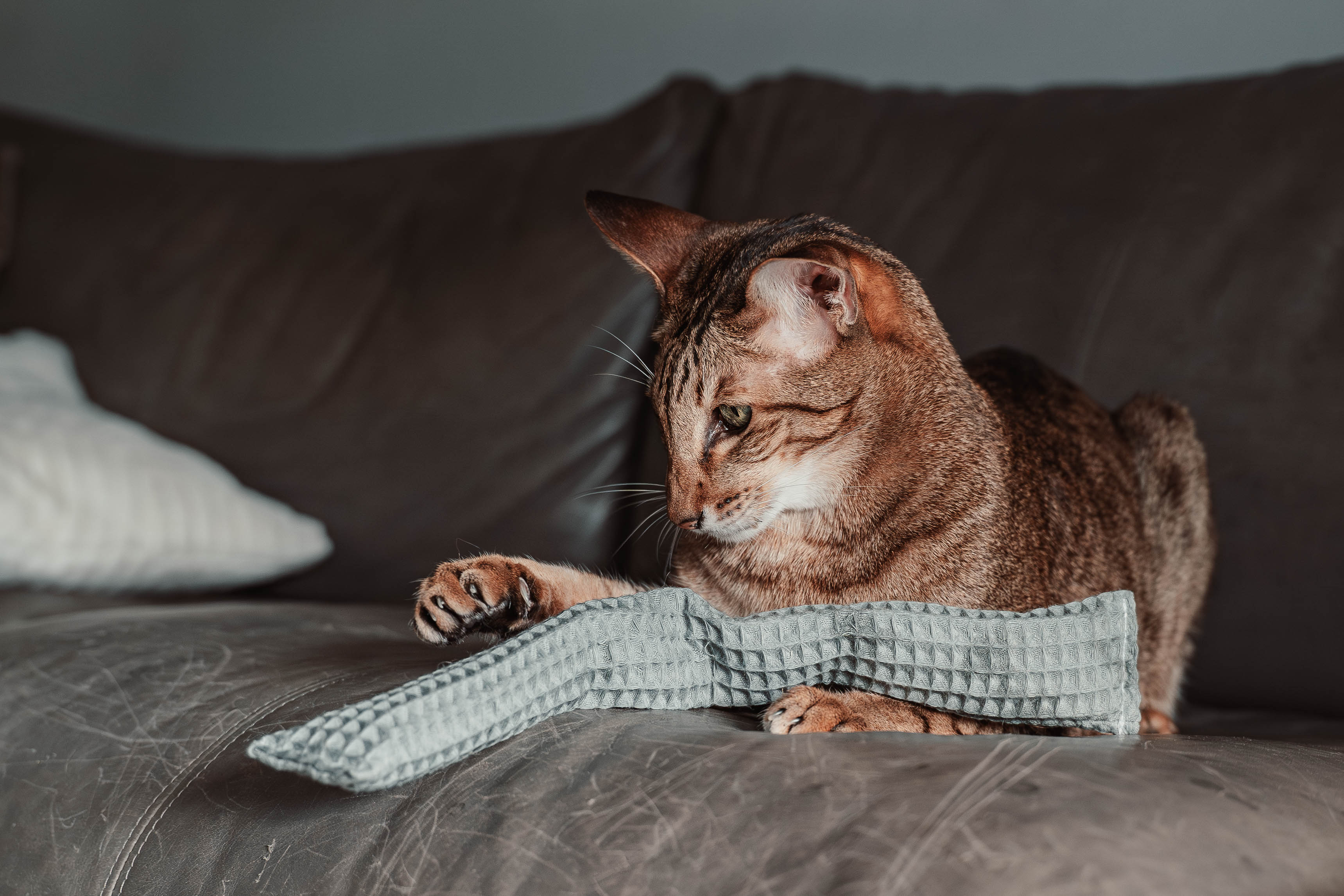 Comeback-Preis: crinky kinky - Knisterrolle mit Catnip (neuer Stoff)