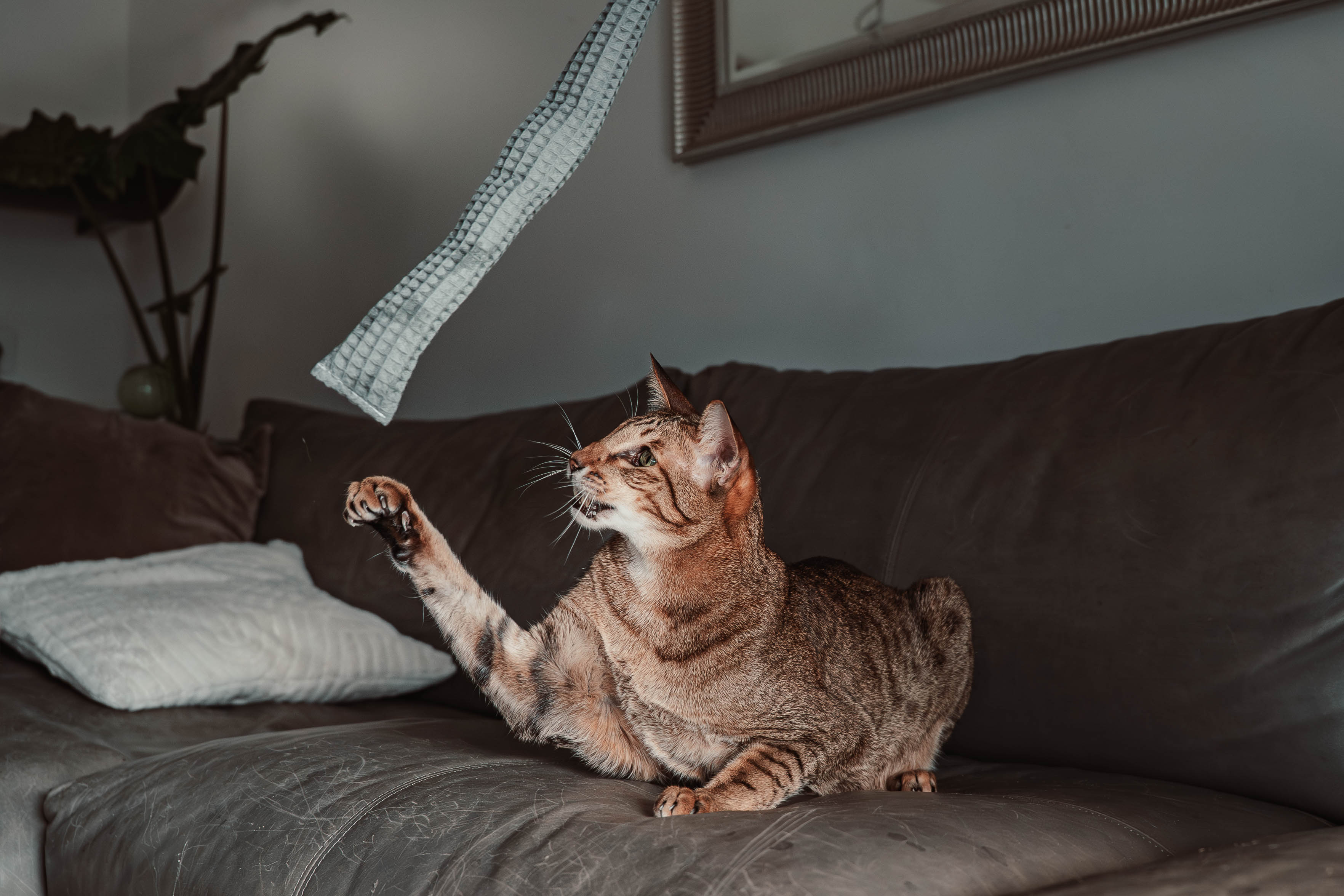 Comeback-Preis: crinky kinky - Knisterrolle mit Catnip (neuer Stoff)