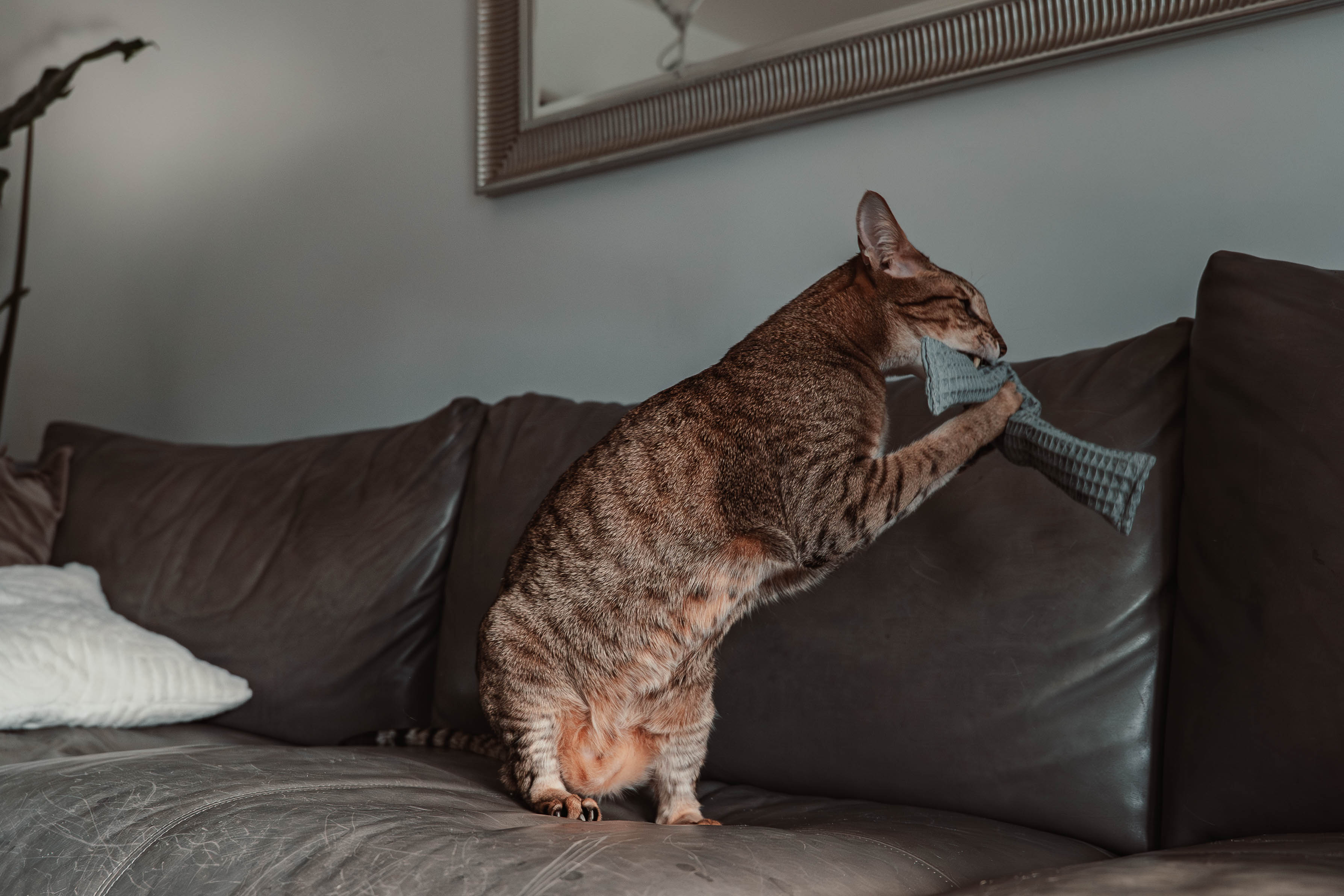 Comeback-Preis: crinky kinky - Knisterrolle mit Catnip (neuer Stoff)