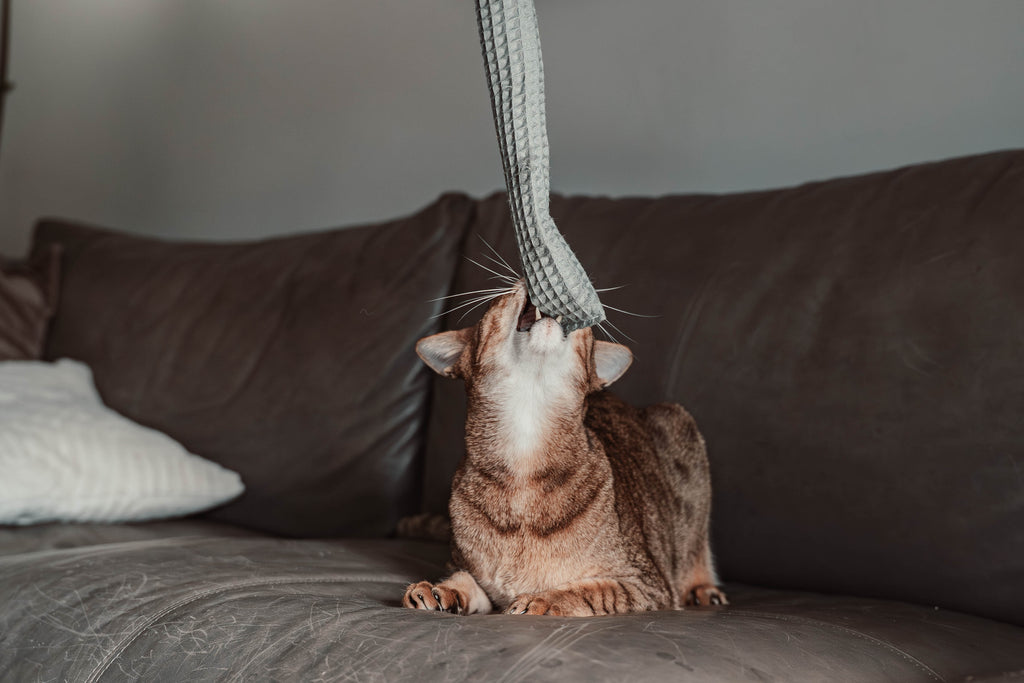Comeback-Preis: crinky kinky - Knisterrolle mit Catnip (neuer Stoff)