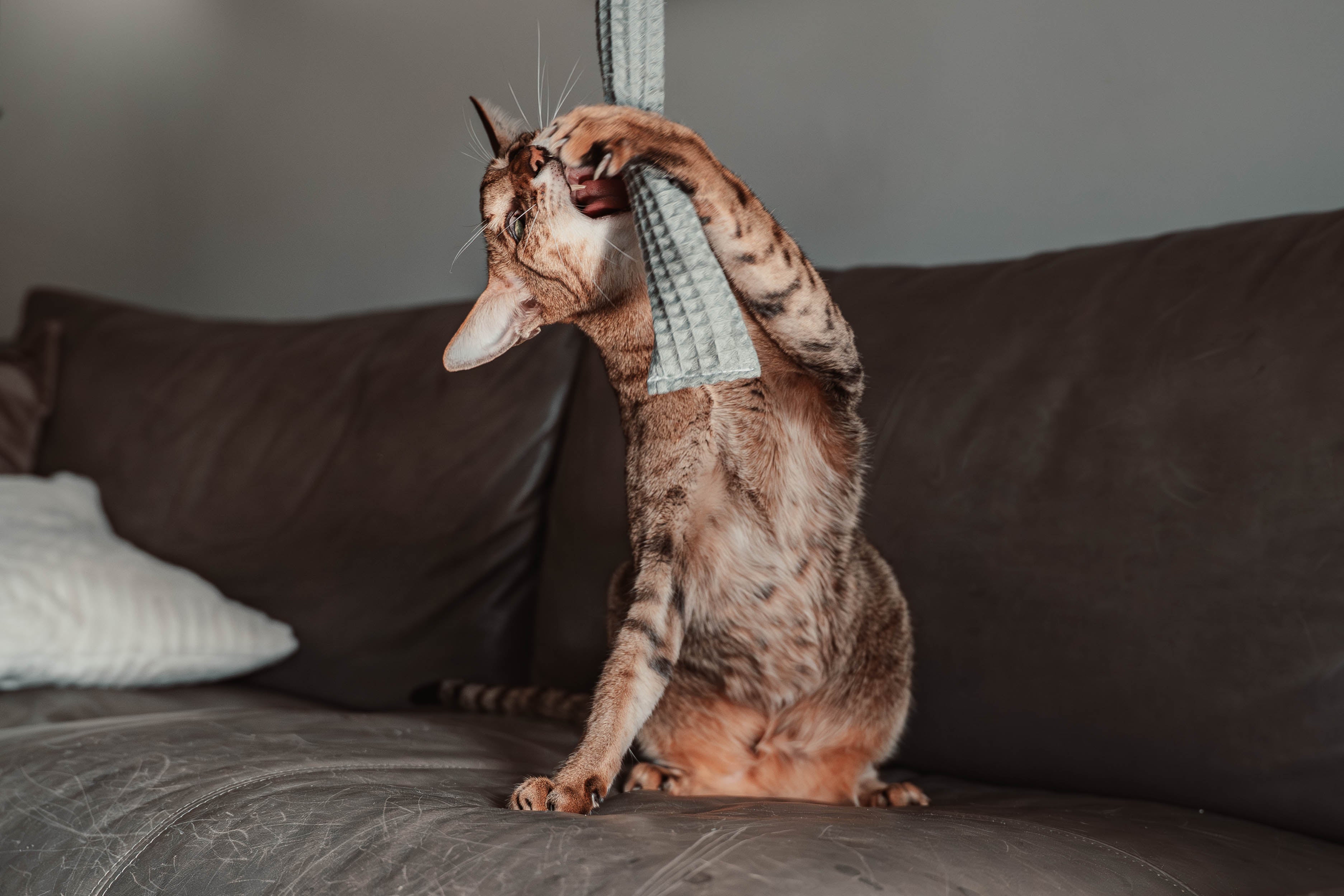 Comeback-Preis: crinky kinky - Knisterrolle mit Catnip (neuer Stoff)