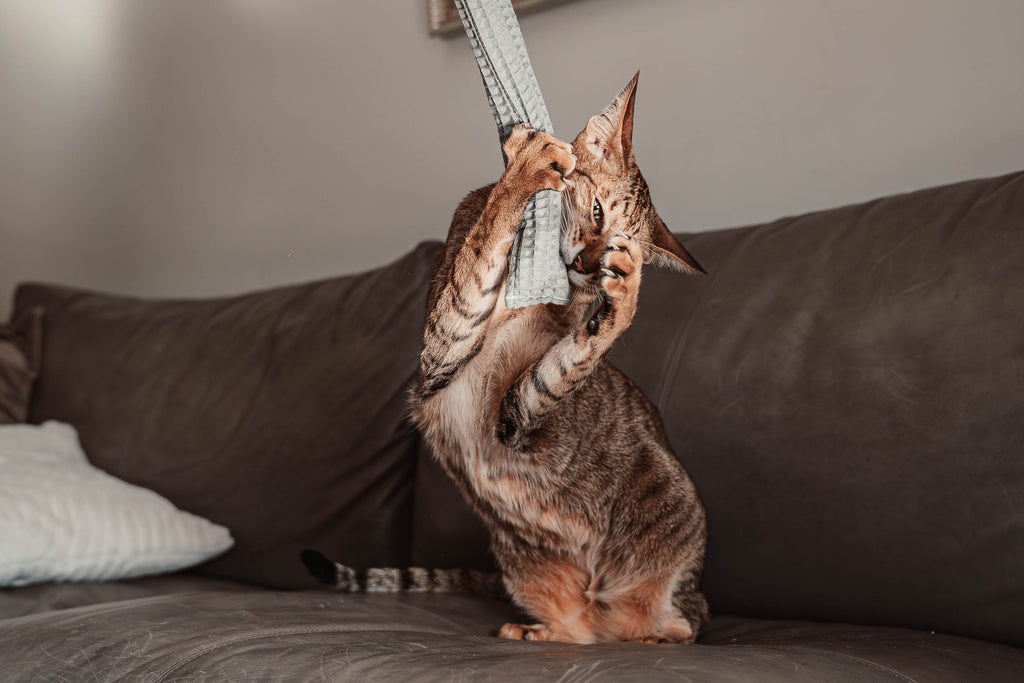 Comeback-Preis: crinky kinky - Knisterrolle mit Catnip (neuer Stoff)