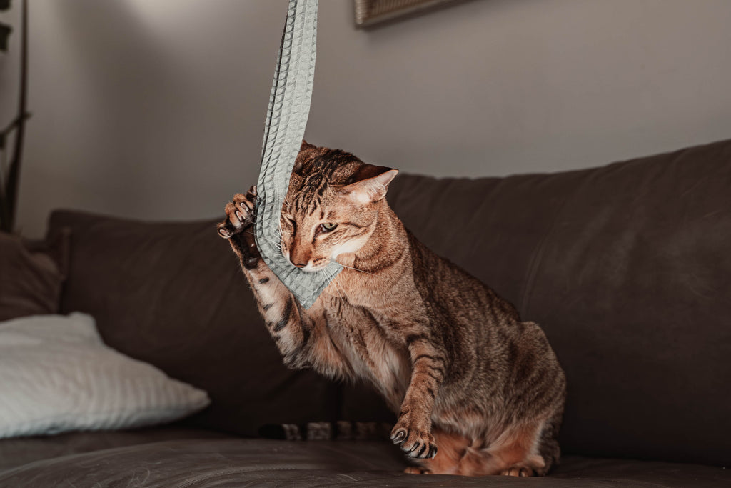 Comeback-Preis: crinky kinky - Knisterrolle mit Catnip (neuer Stoff)